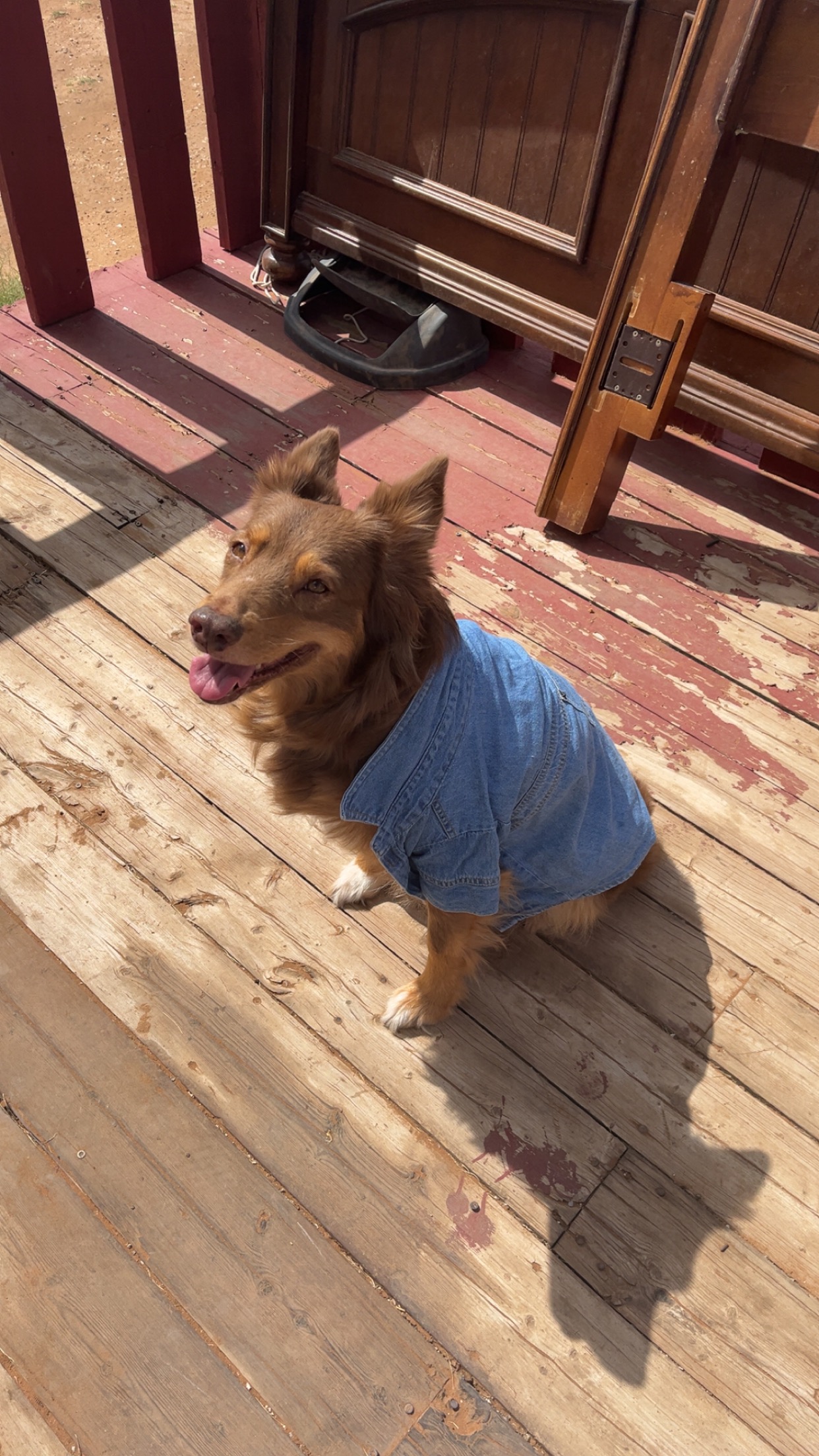 Fundraiser by Deona Hogan : Save Zoe: Urgent Surgery Needed