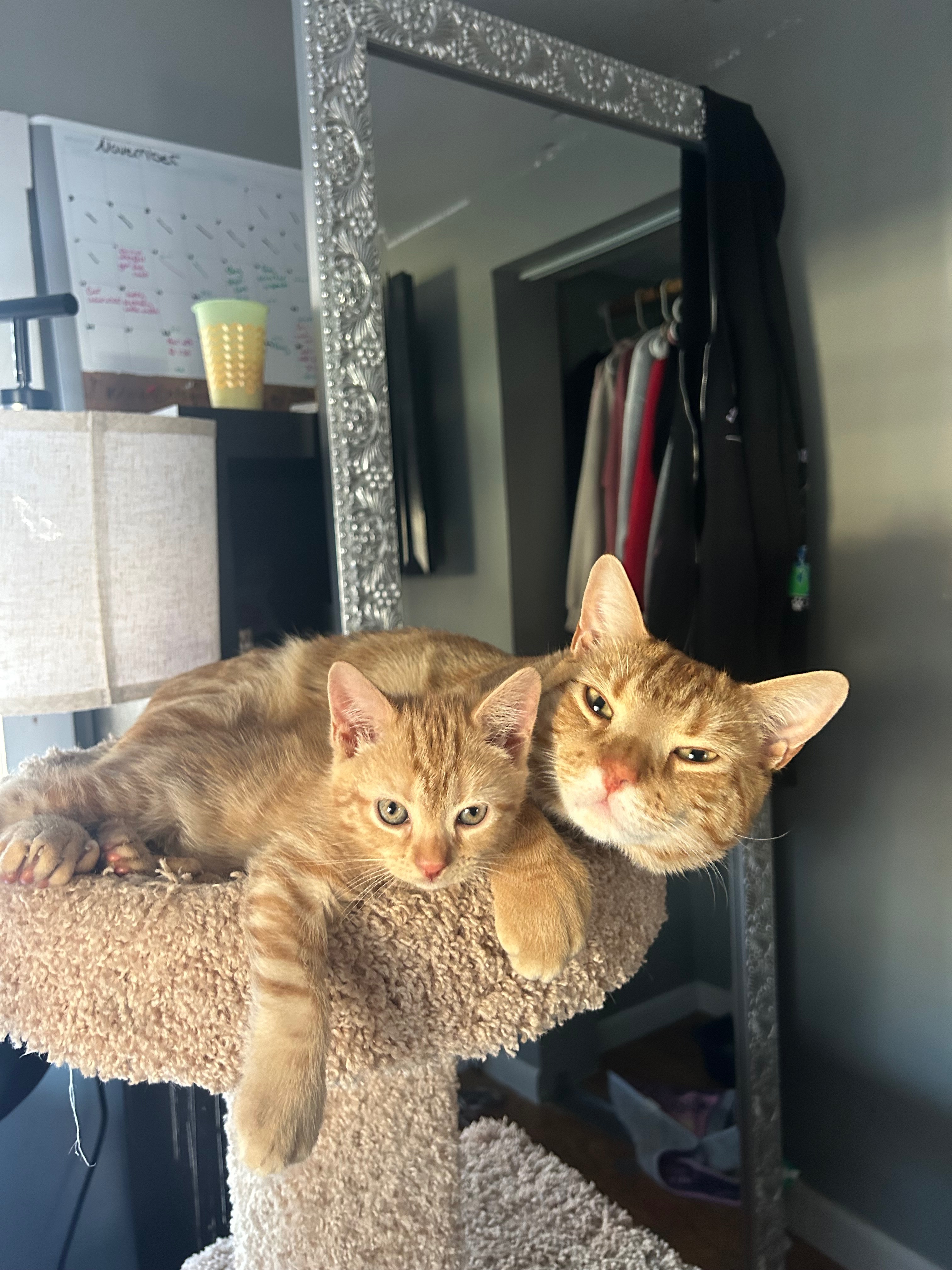 Fundraiser by Michelle Flaherty : Help Us Save Our Kitten's Leg