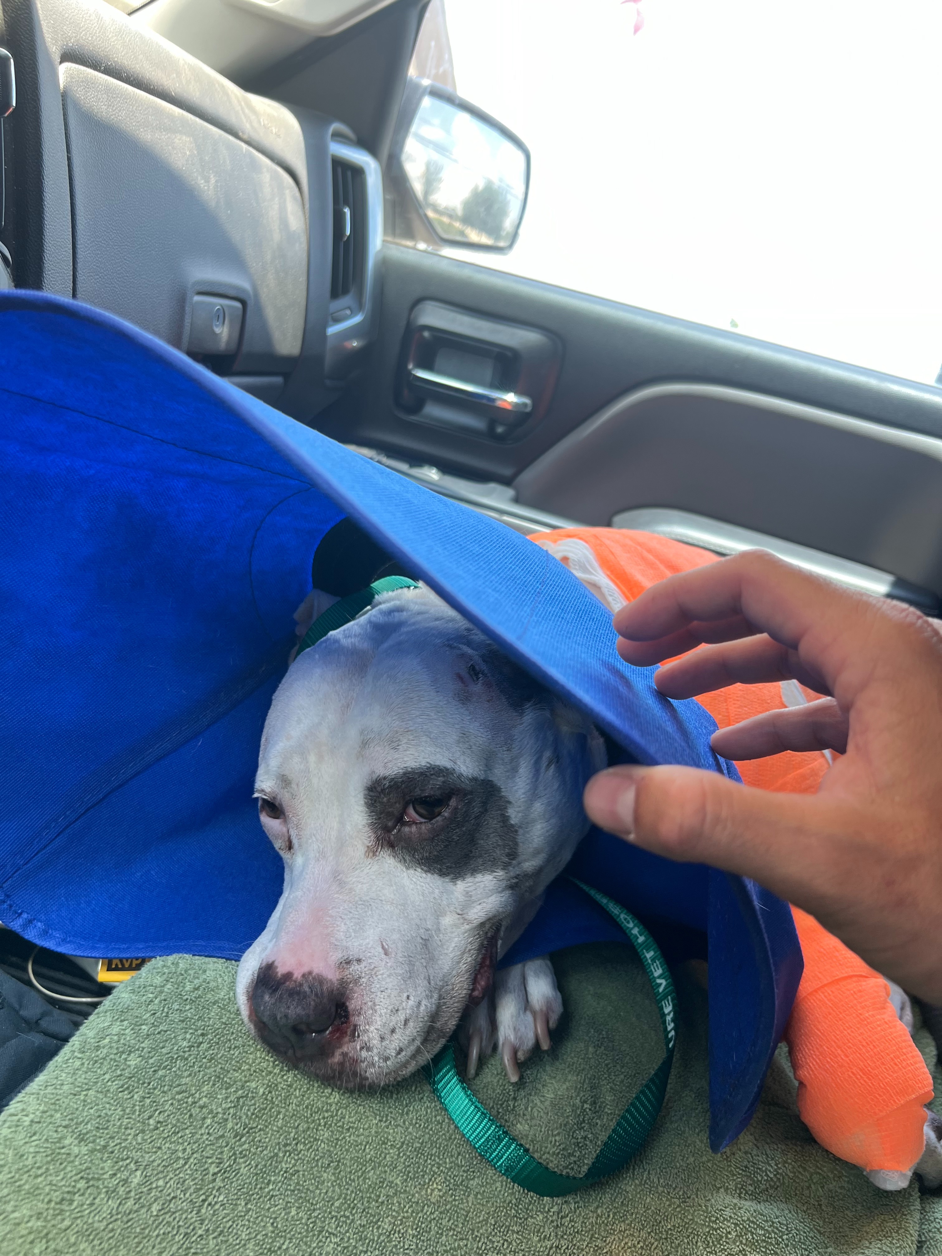 Support Petey's Journey to Full Recovery campaign photo, 5 of 6