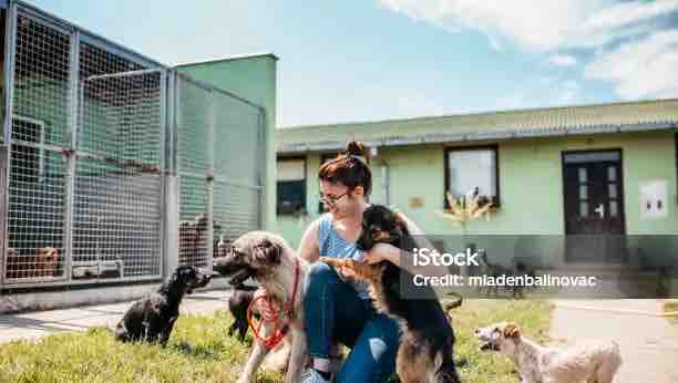 Safe Haven Dog sanctuary where dogs can live out there lives photo