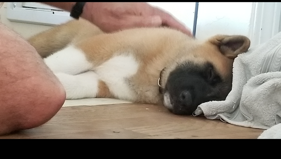 Help Koko Walk Again: Support Her Recovery photo