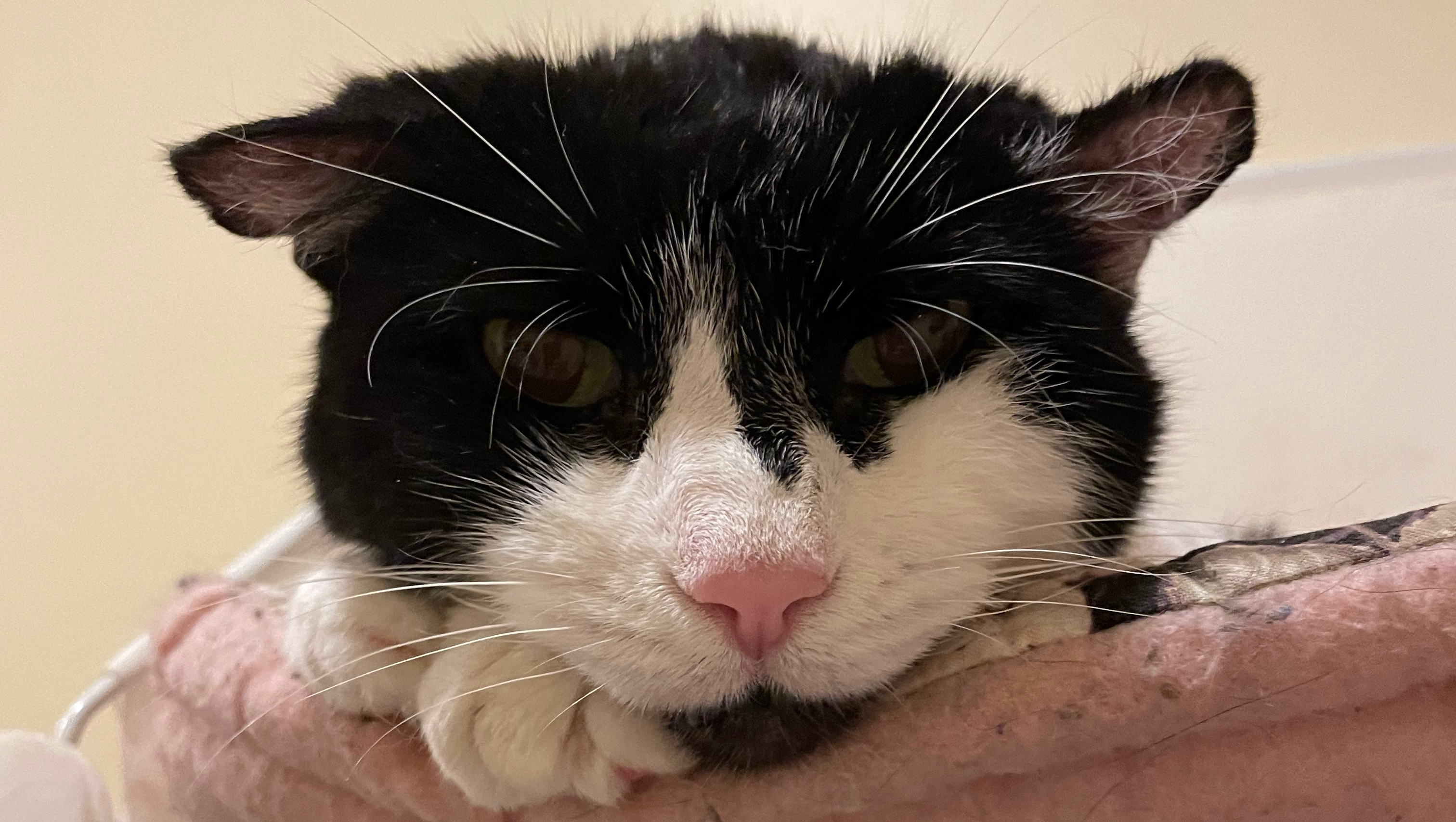 Sanctuary Cats Daily Expenses,Vetting, Food, Help Homeless