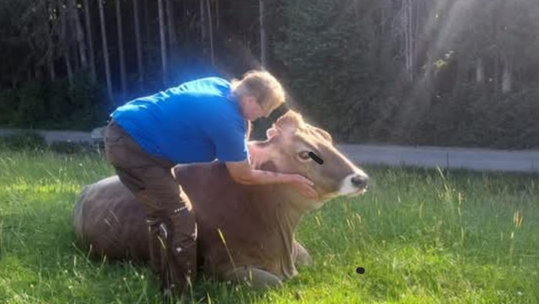 GNADENHOF FÜR TIERE DIE KEINER MEHR WILL BRAUCHT HILFE! pinned link photo