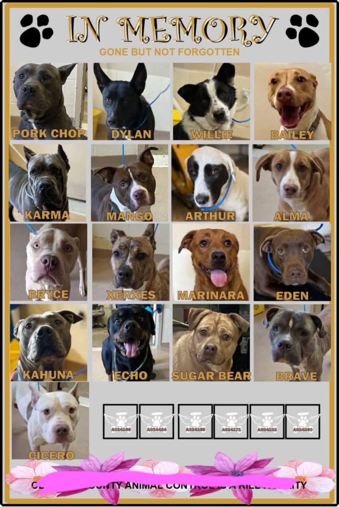 Support SOS Dog Rescue: Help Keep Dogs Warm this Winter campaign photo, 7 of 8