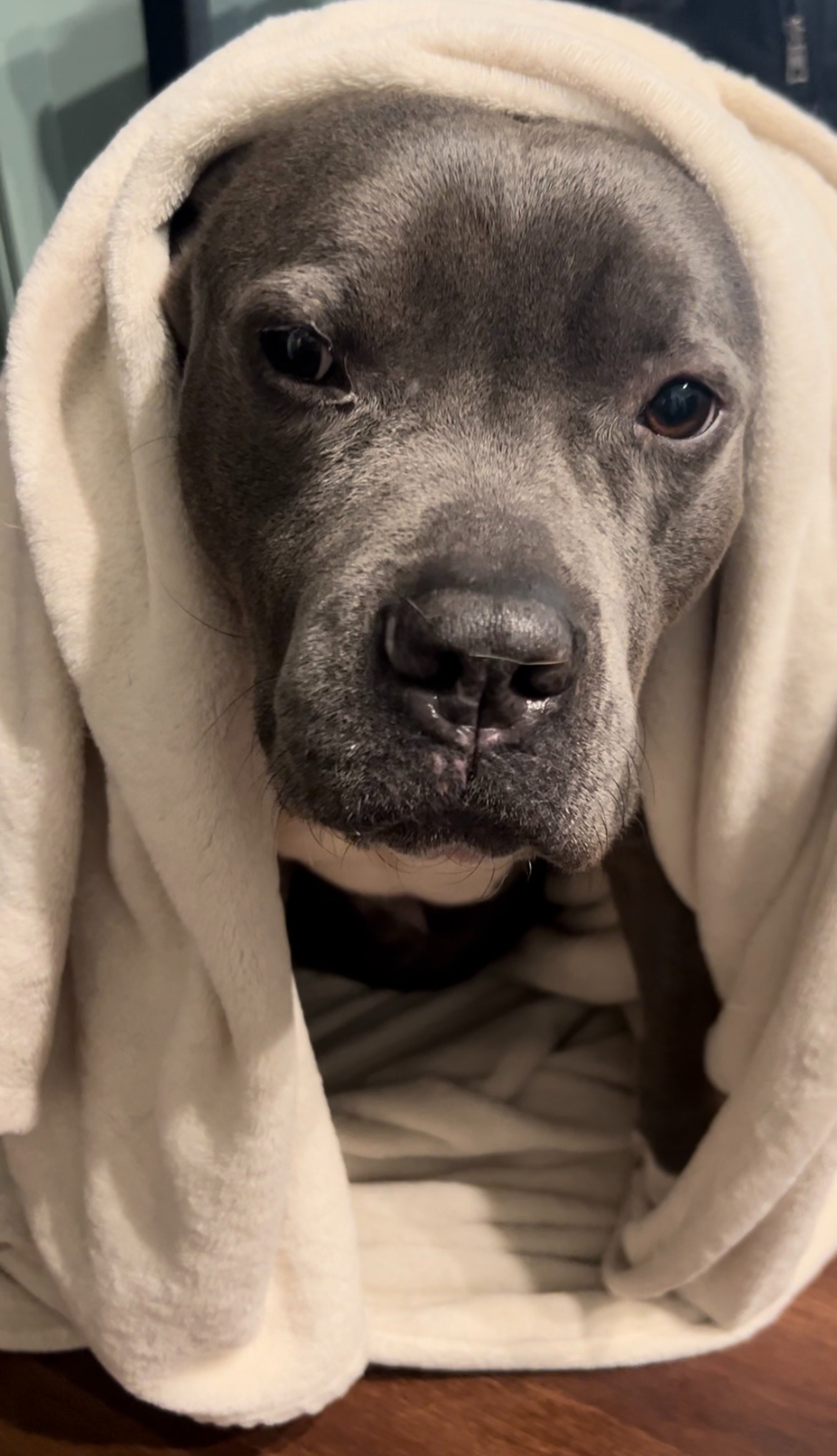 Support SOS Dog Rescue: Help Keep Dogs Warm this Winter campaign photo, 6 of 8