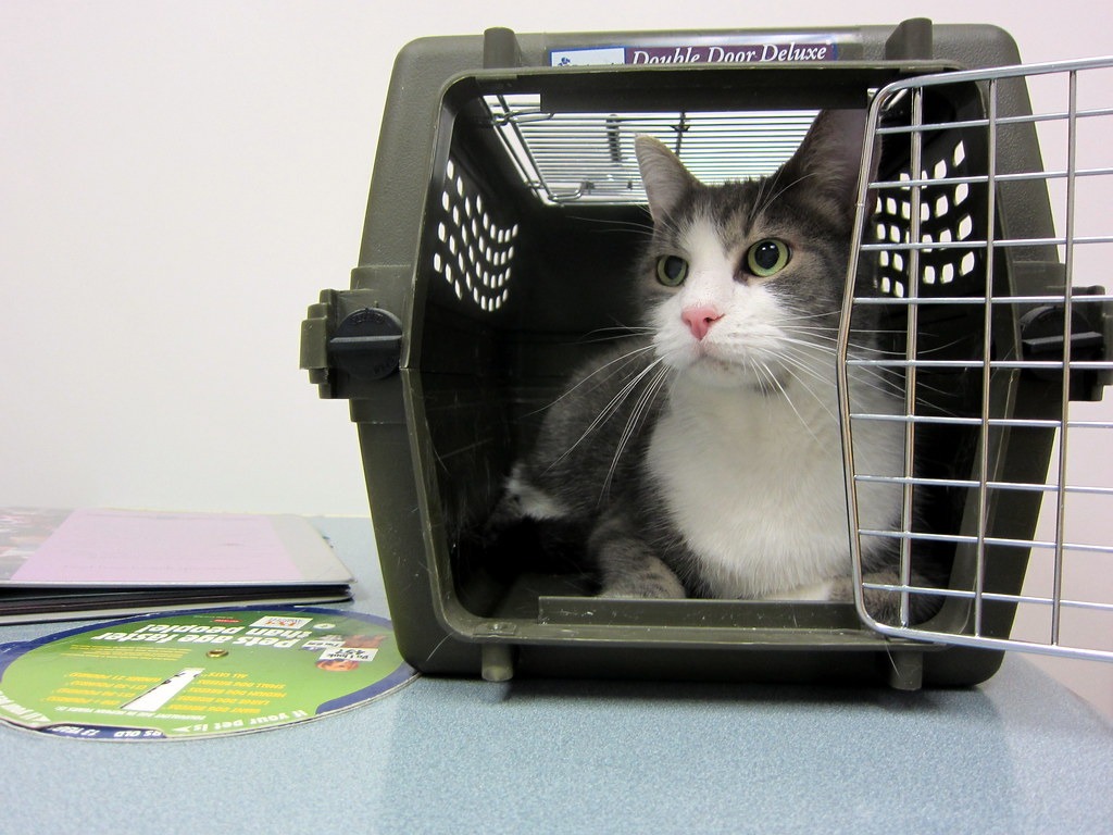 Support Lenawee Humane Society for Alexandra campaign photo, 5 of 5