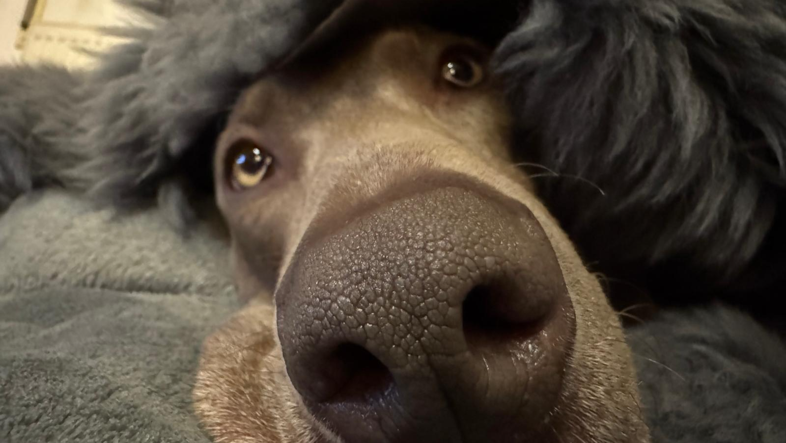 Ely the lifesavor needs your help! ❤️ photo