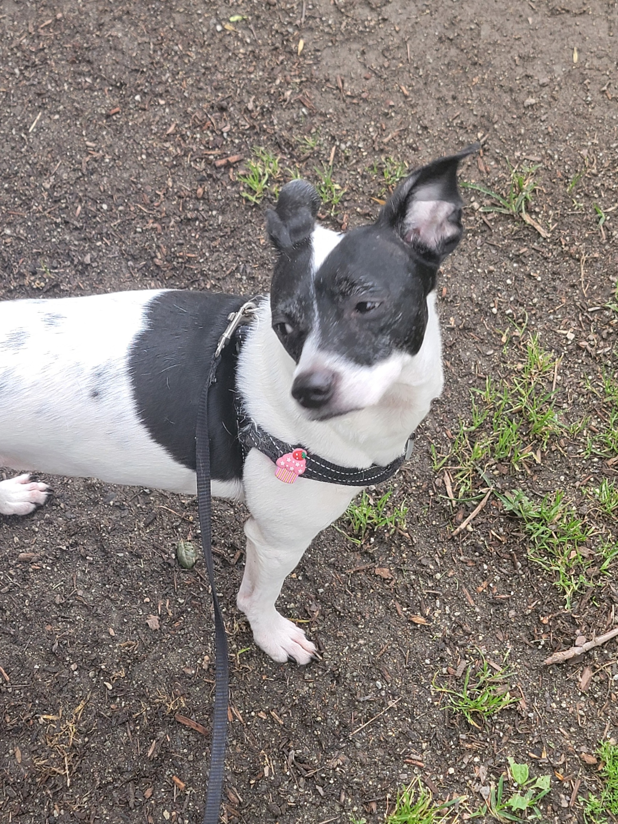 User-uploaded image 1