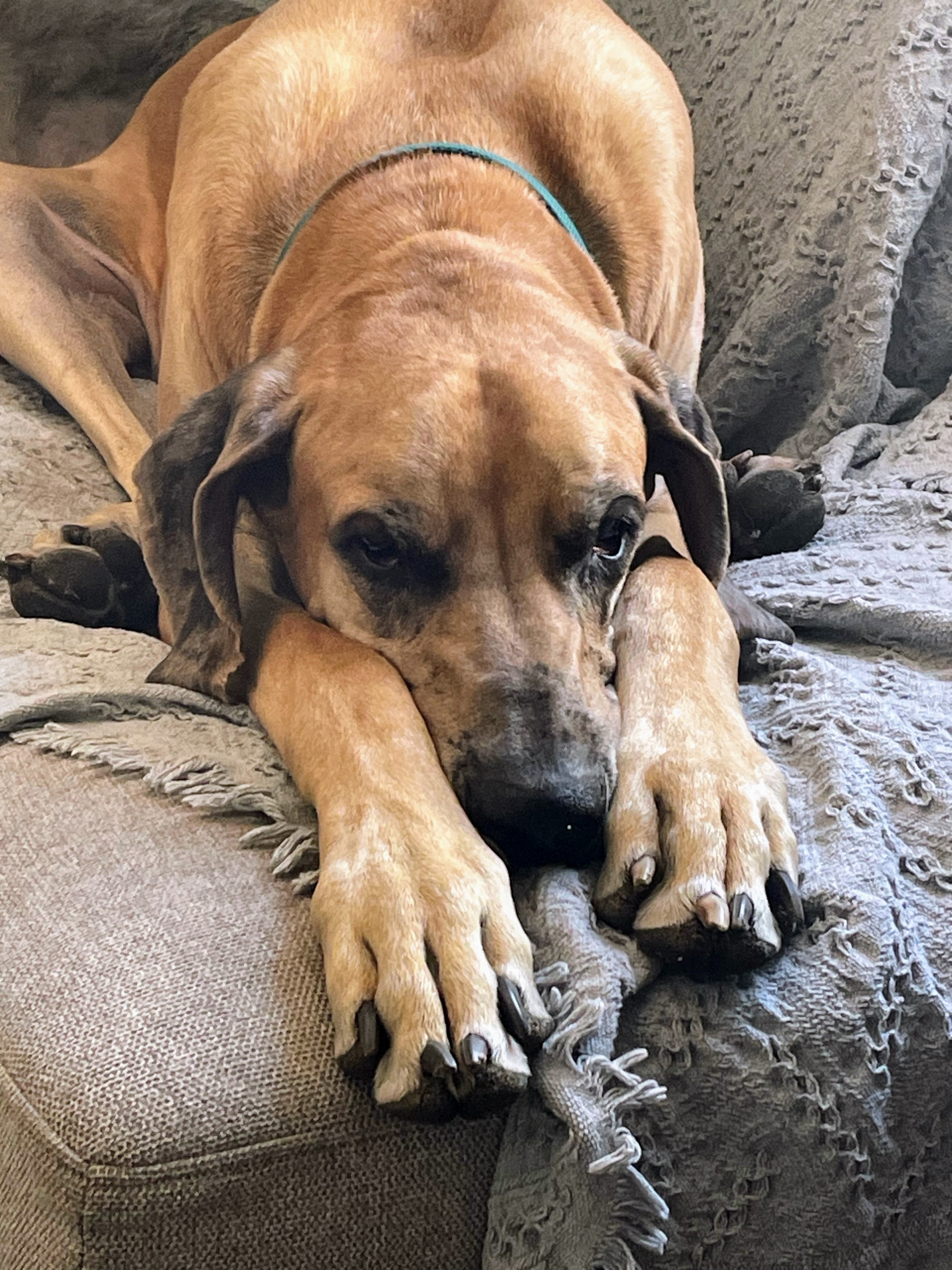 Donate to Save Phil the Great Dane campaign photo, 7 of 8