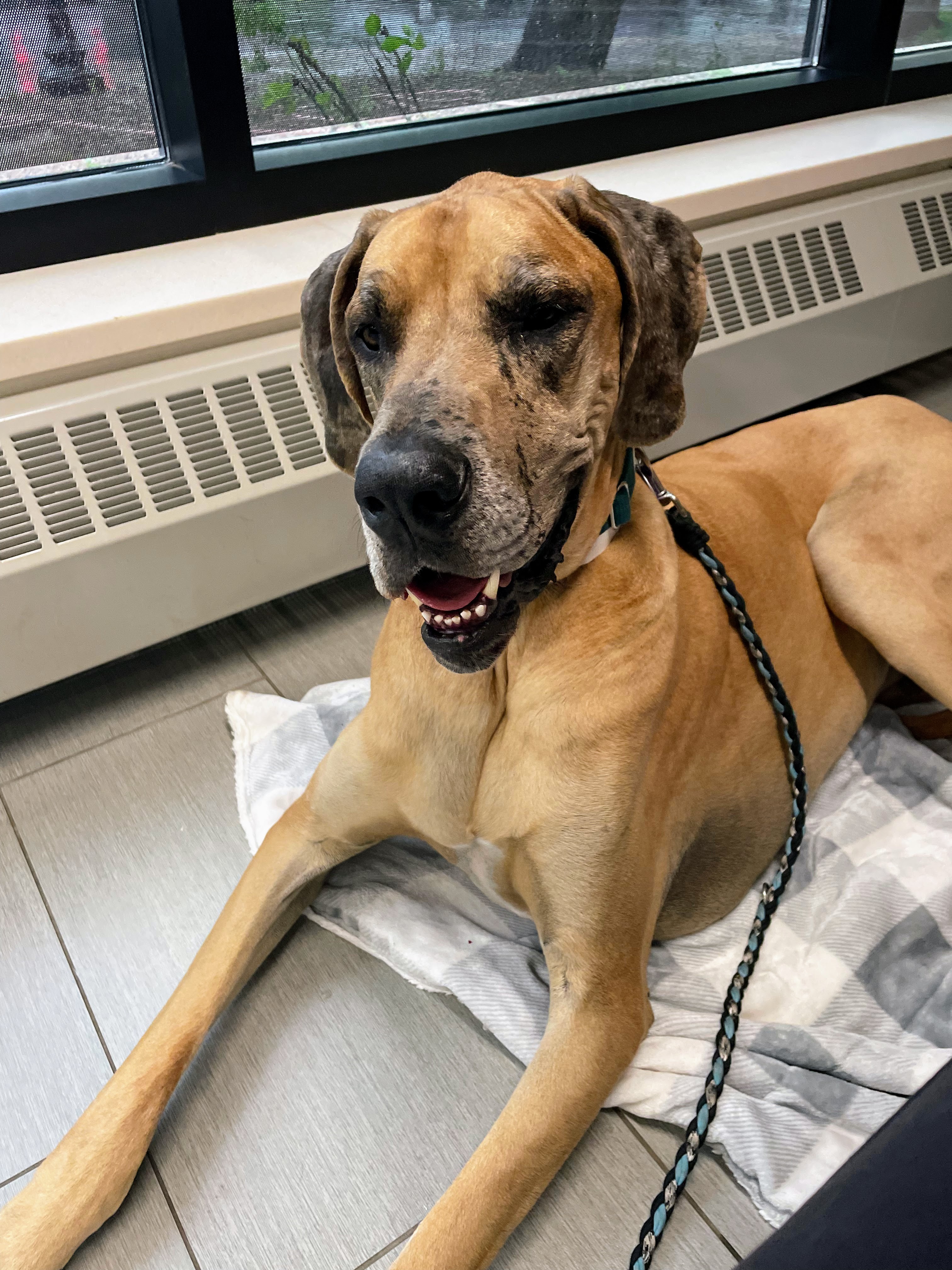 Donate to Save Phil the Great Dane campaign photo, 2 of 8