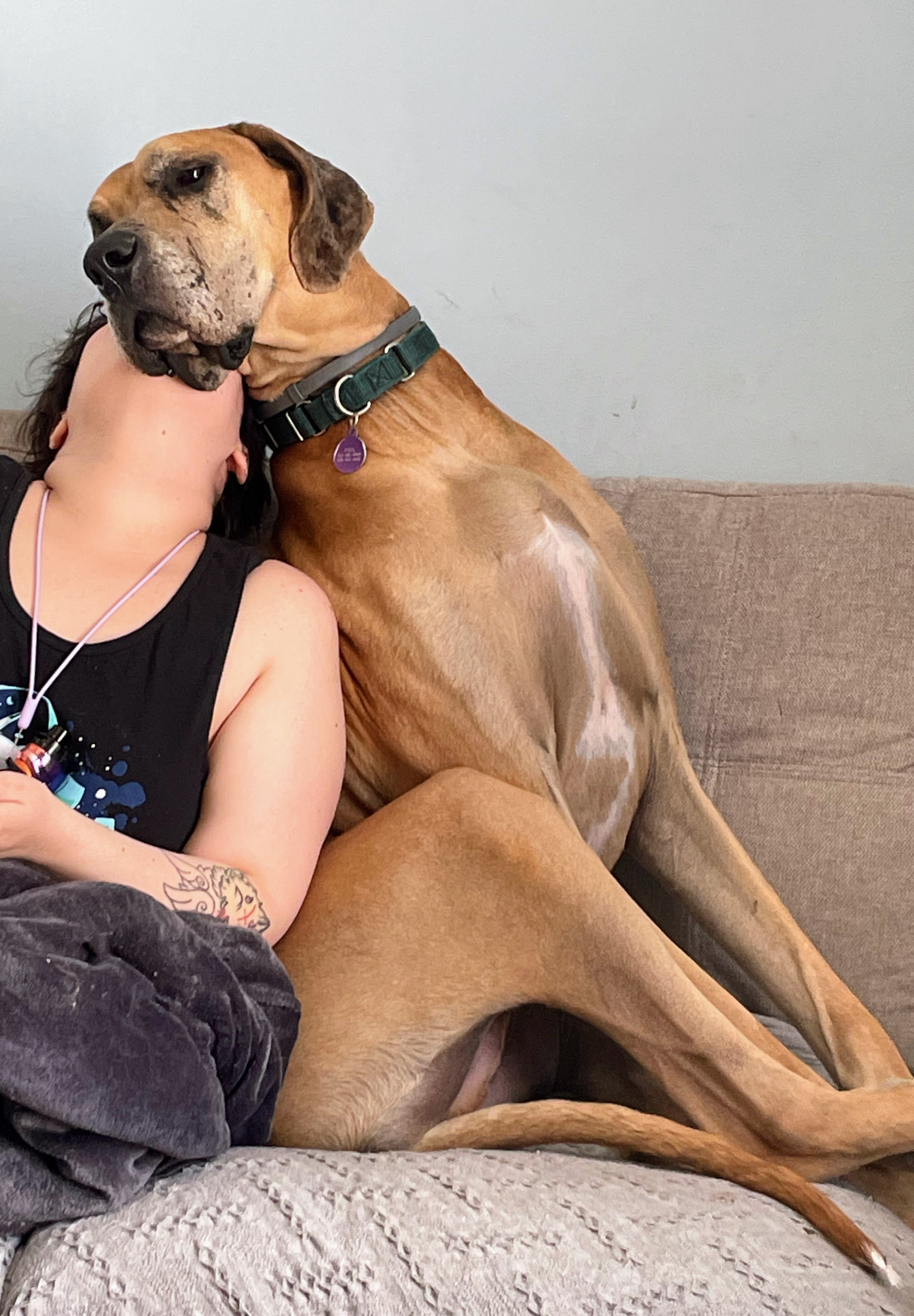 Donate to Save Phil the Great Dane campaign photo, 4 of 8