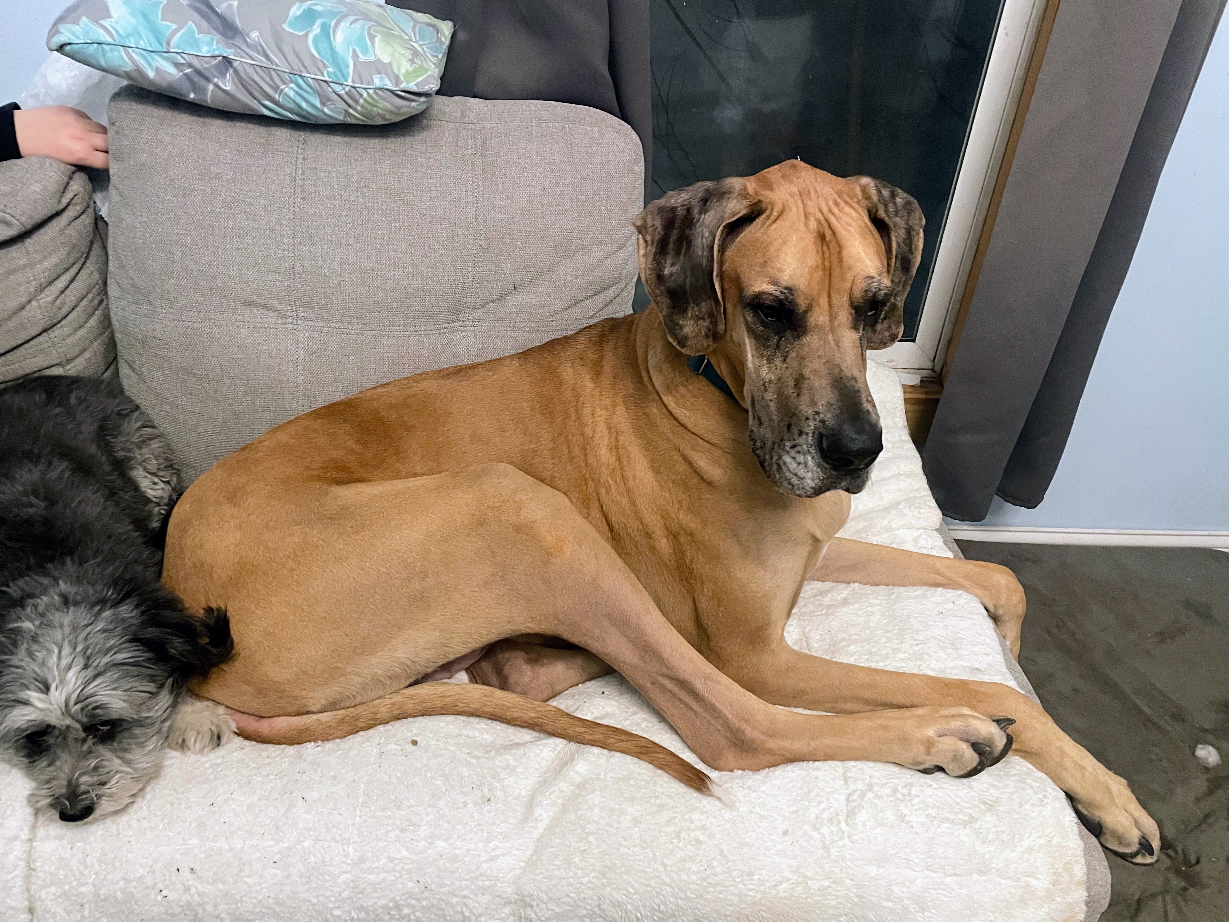 Donate to Save Phil the Great Dane campaign photo, 5 of 8