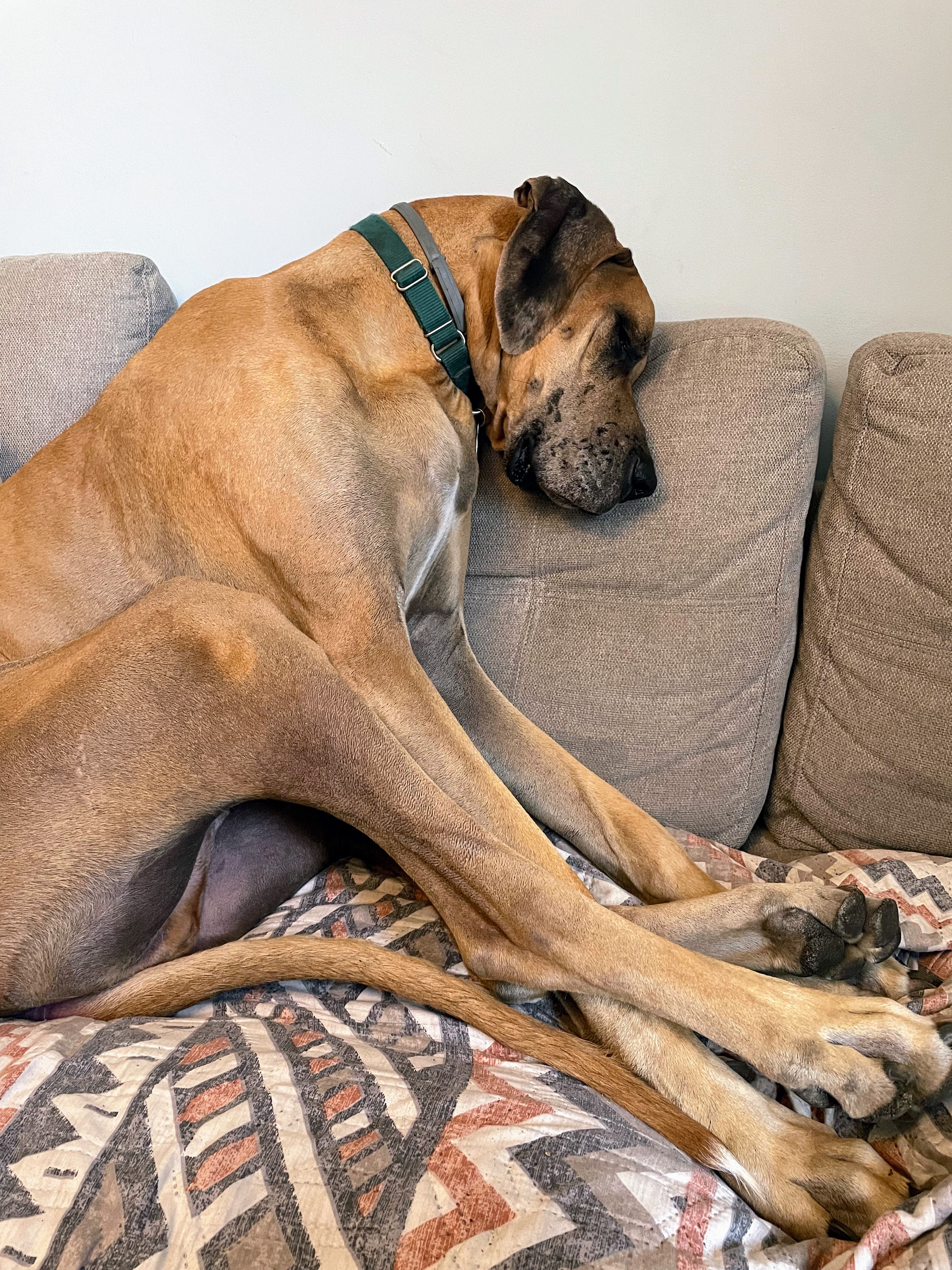 Donate to Save Phil the Great Dane campaign photo, 6 of 8
