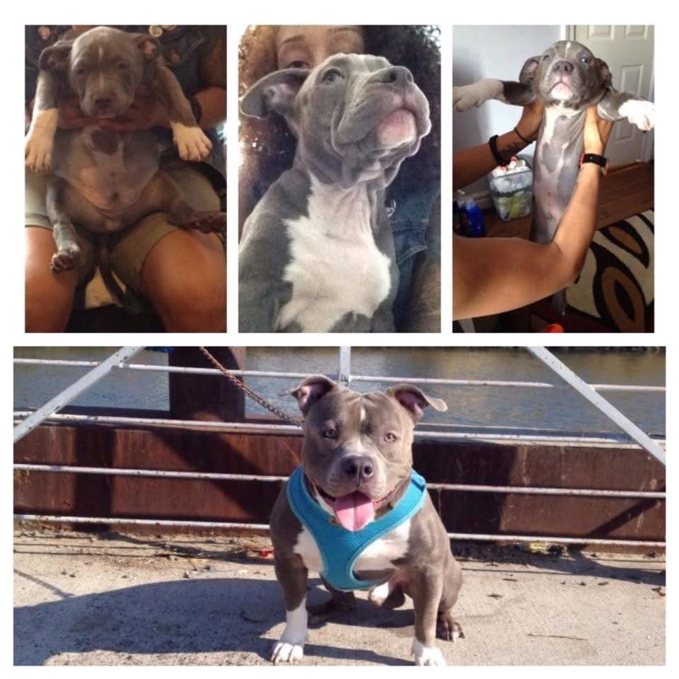 Help Horus Overcome His Splenic Tumor campaign photo, 7 of 8