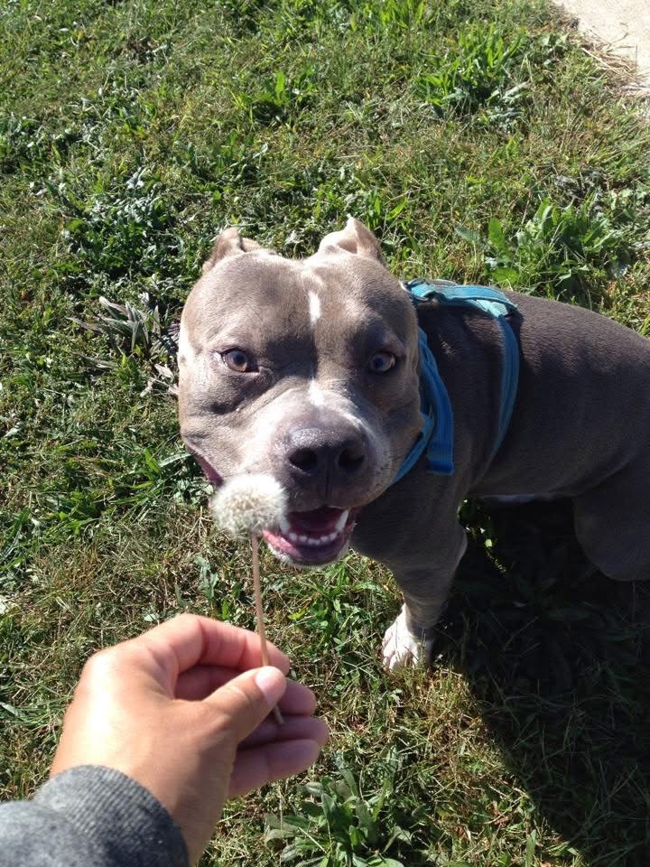 Help Horus Overcome His Splenic Tumor campaign photo, 2 of 8