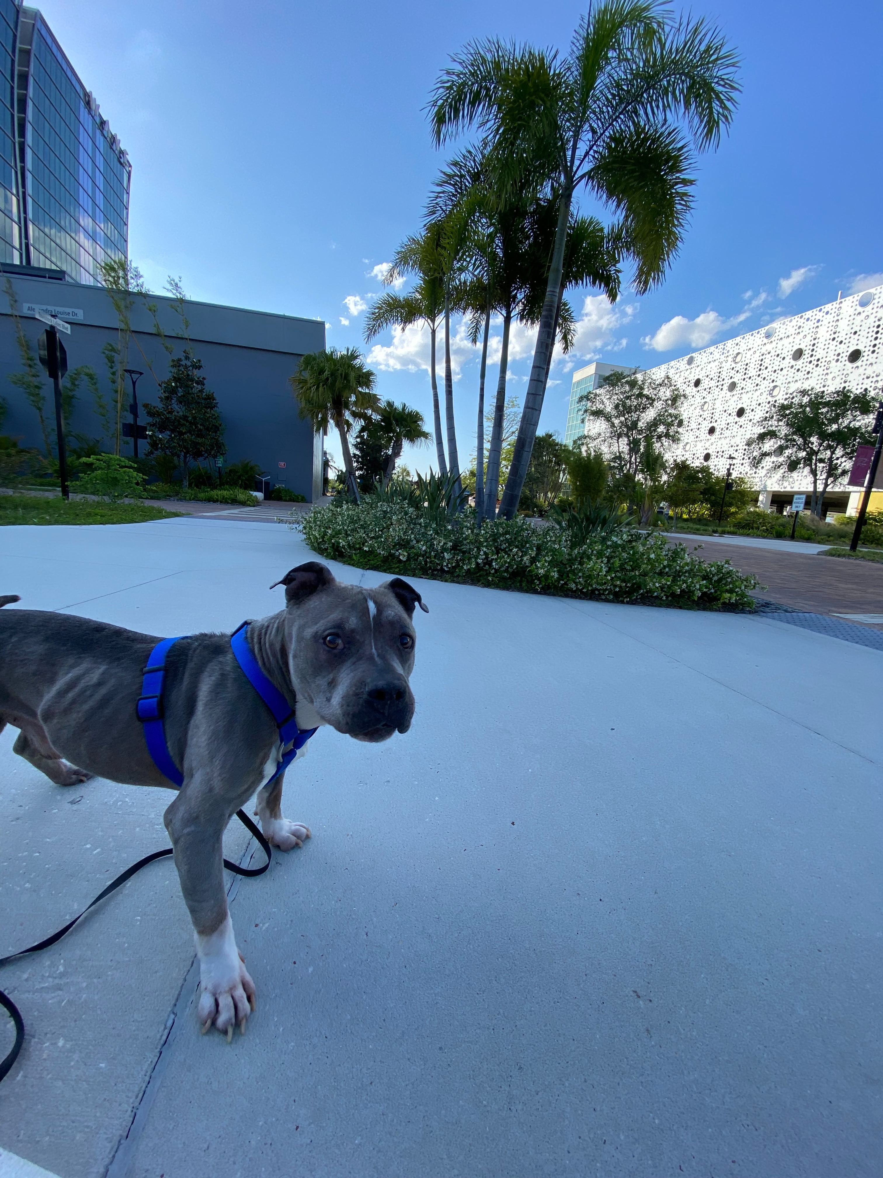 Help Horus Overcome His Splenic Tumor campaign photo, 5 of 8