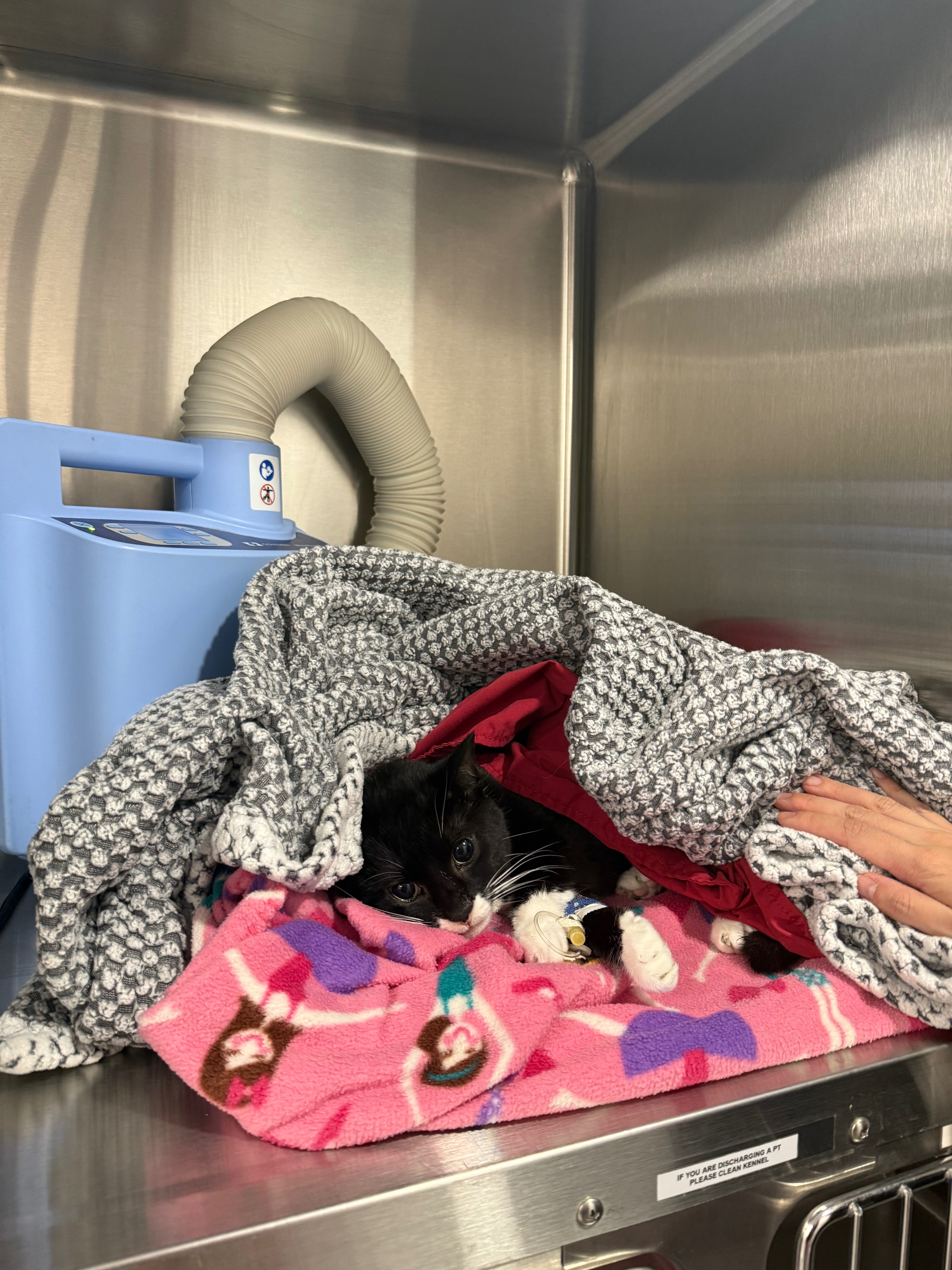 Help Save Sweet Delilah campaign photo, 6 of 7