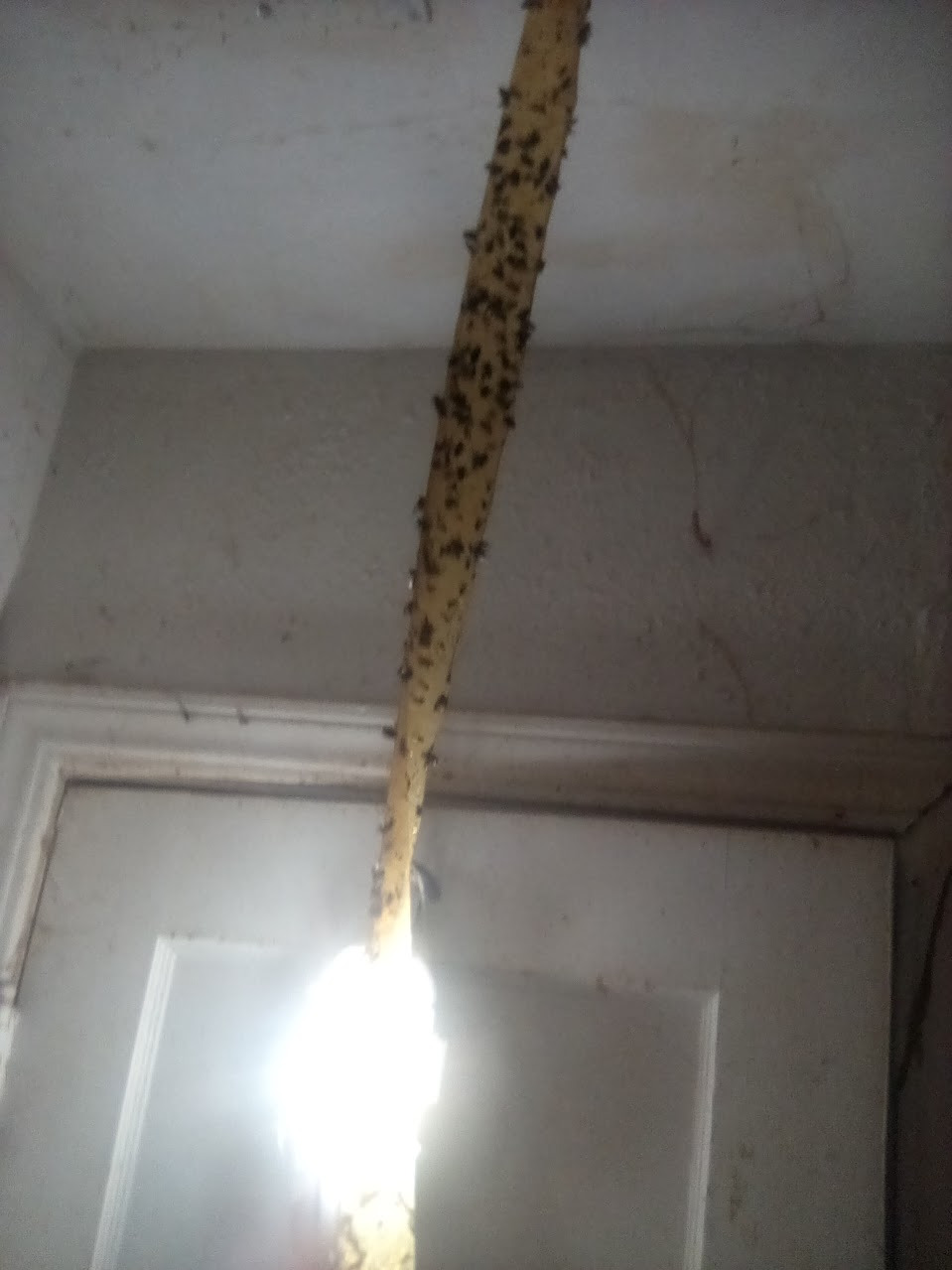 Urgent Plumbing Help Needed for Home and Cats campaign photo, 4 of 7