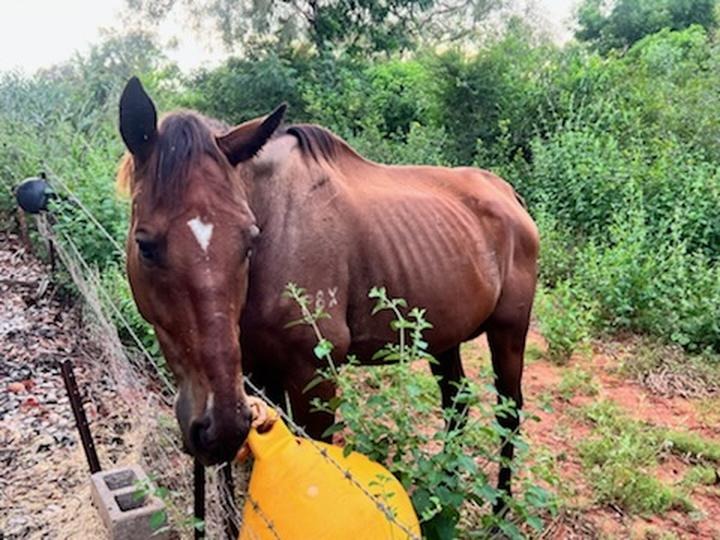 Nevarda - The forgotten winner - The horse with the Heart campaign photo, 7 of 8