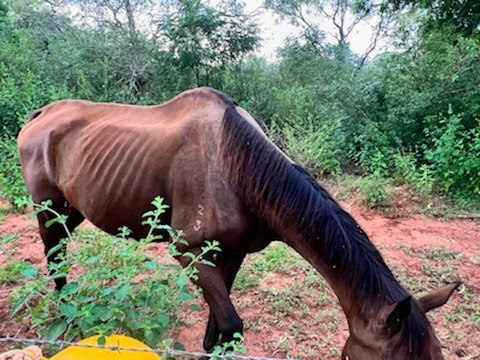 Nevarda - The forgotten winner - The horse with the Heart campaign photo, 2 of 8