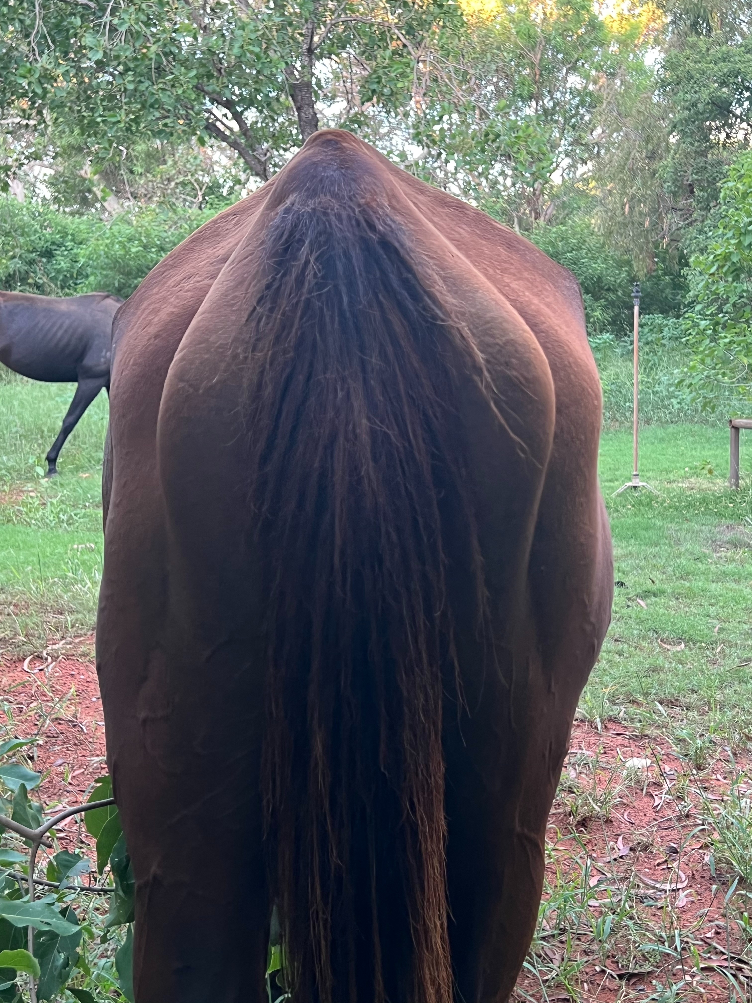 Nevarda - The forgotten winner - The horse with the Heart campaign photo, 4 of 8