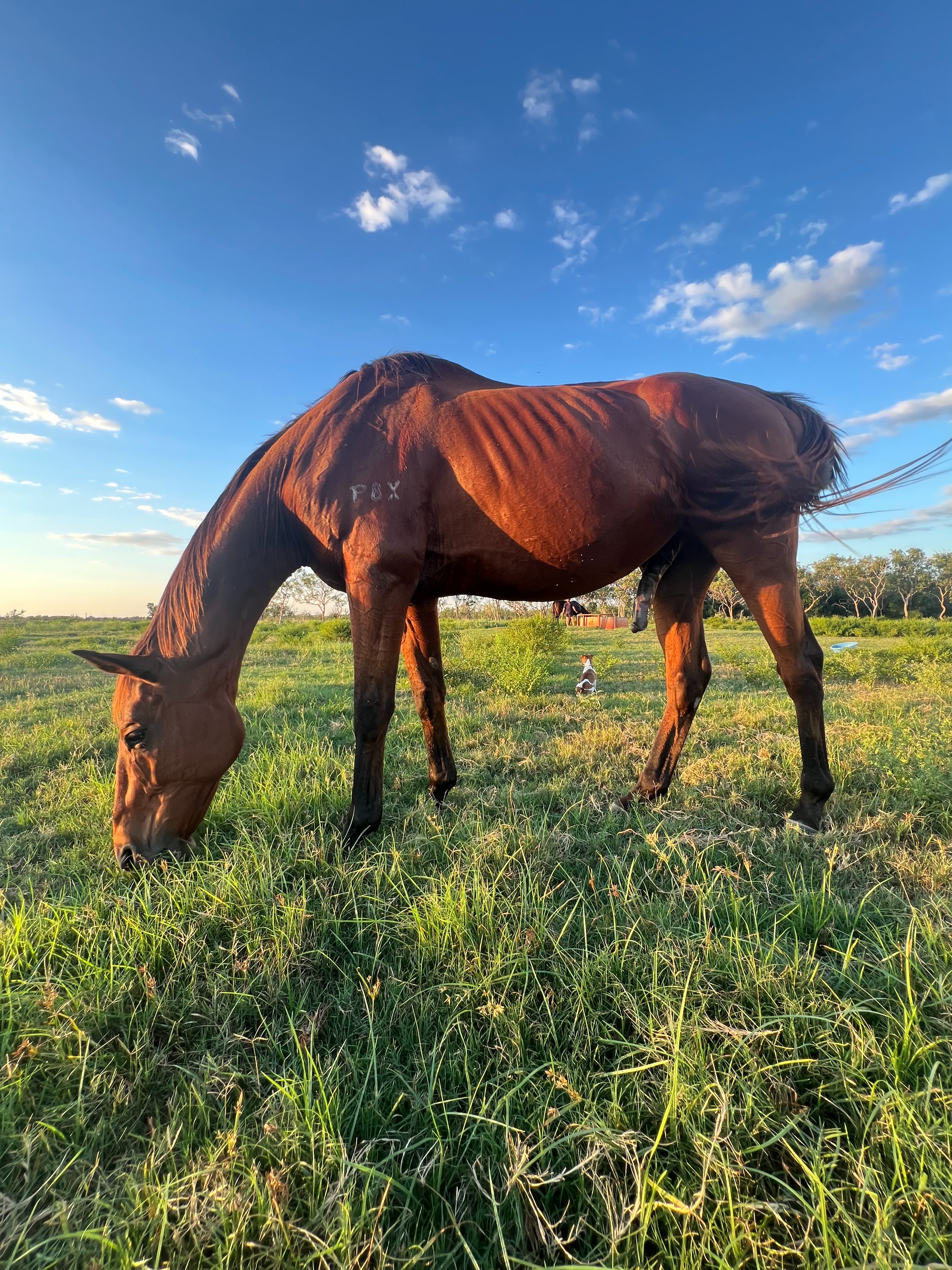 Nevarda - The forgotten winner - The horse with the Heart campaign photo, 5 of 8