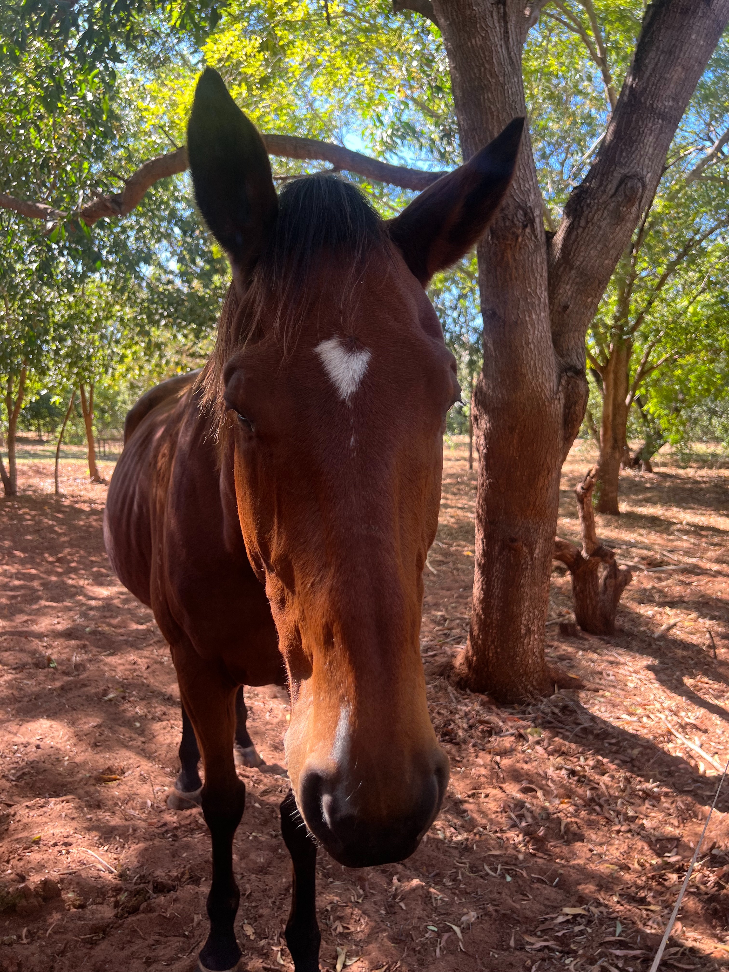Nevarda - The forgotten winner - The horse with the Heart campaign photo, 6 of 8