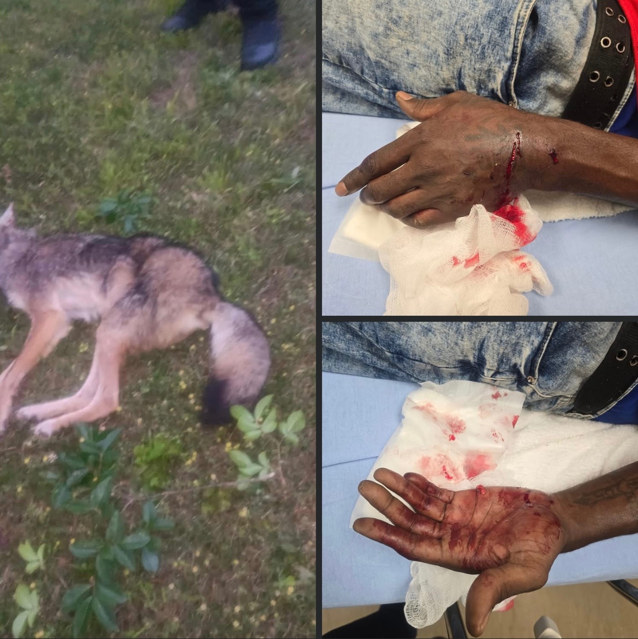 User-uploaded image 1