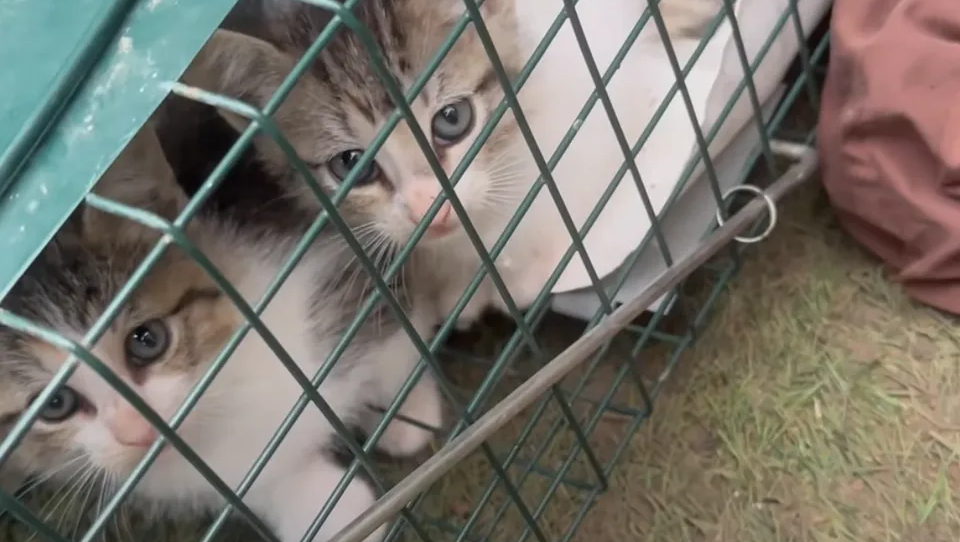 Feral Cats and Kittens NEED HELP! photo