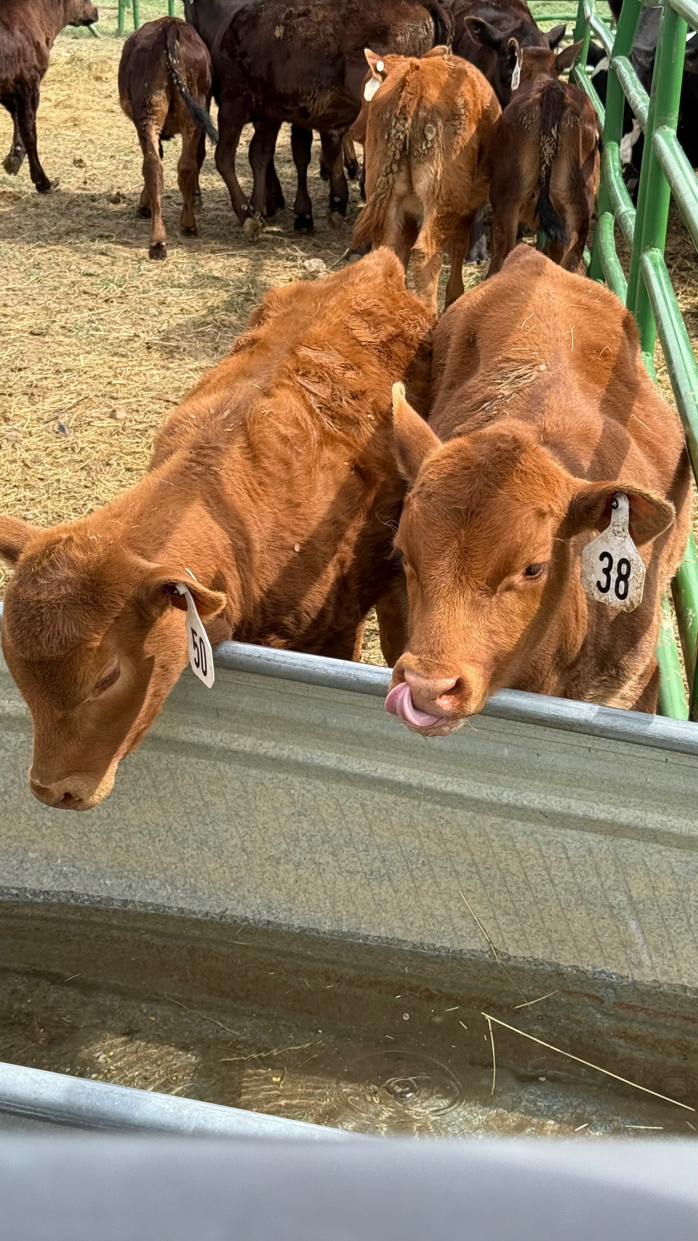 User-uploaded image 1