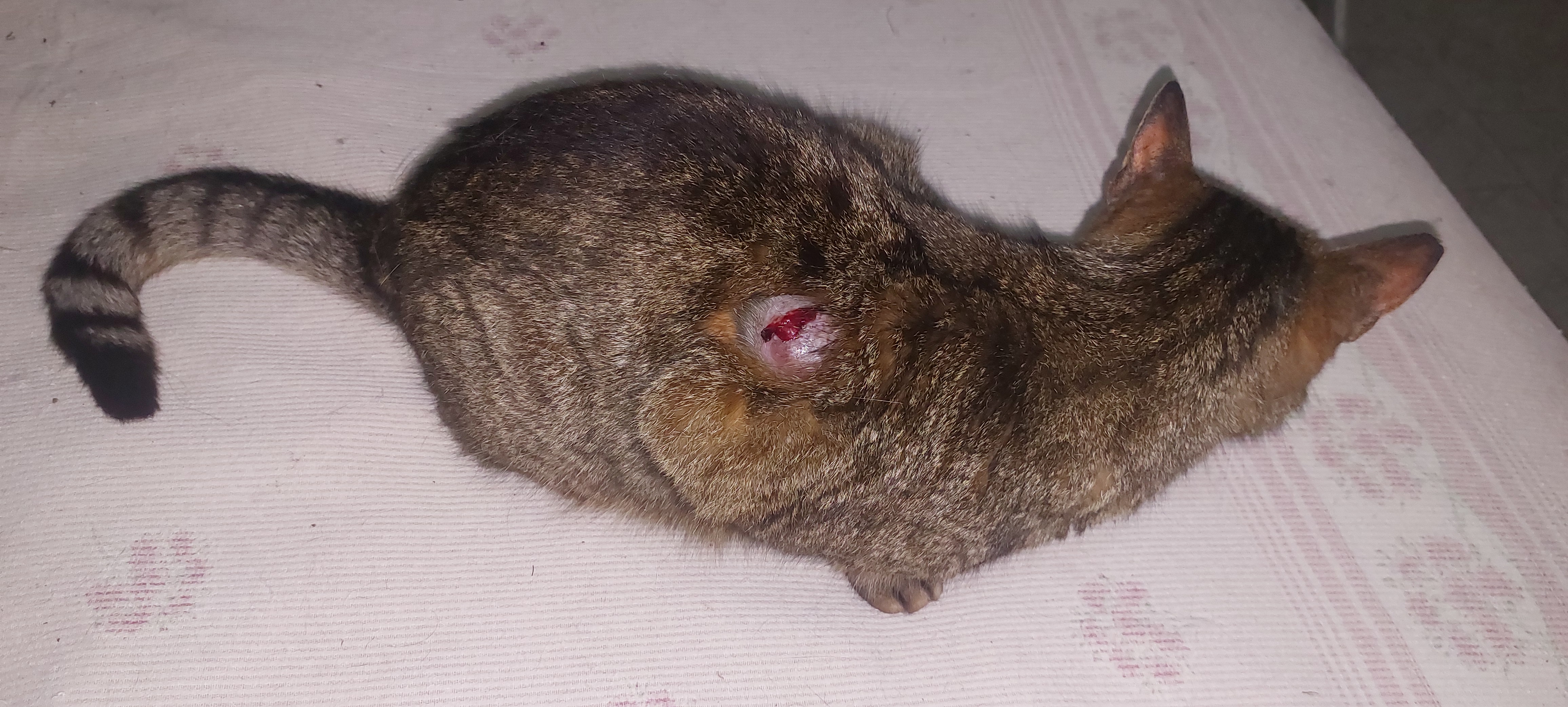 Aiuti per gattina Pippy campaign photo, 2 of 6