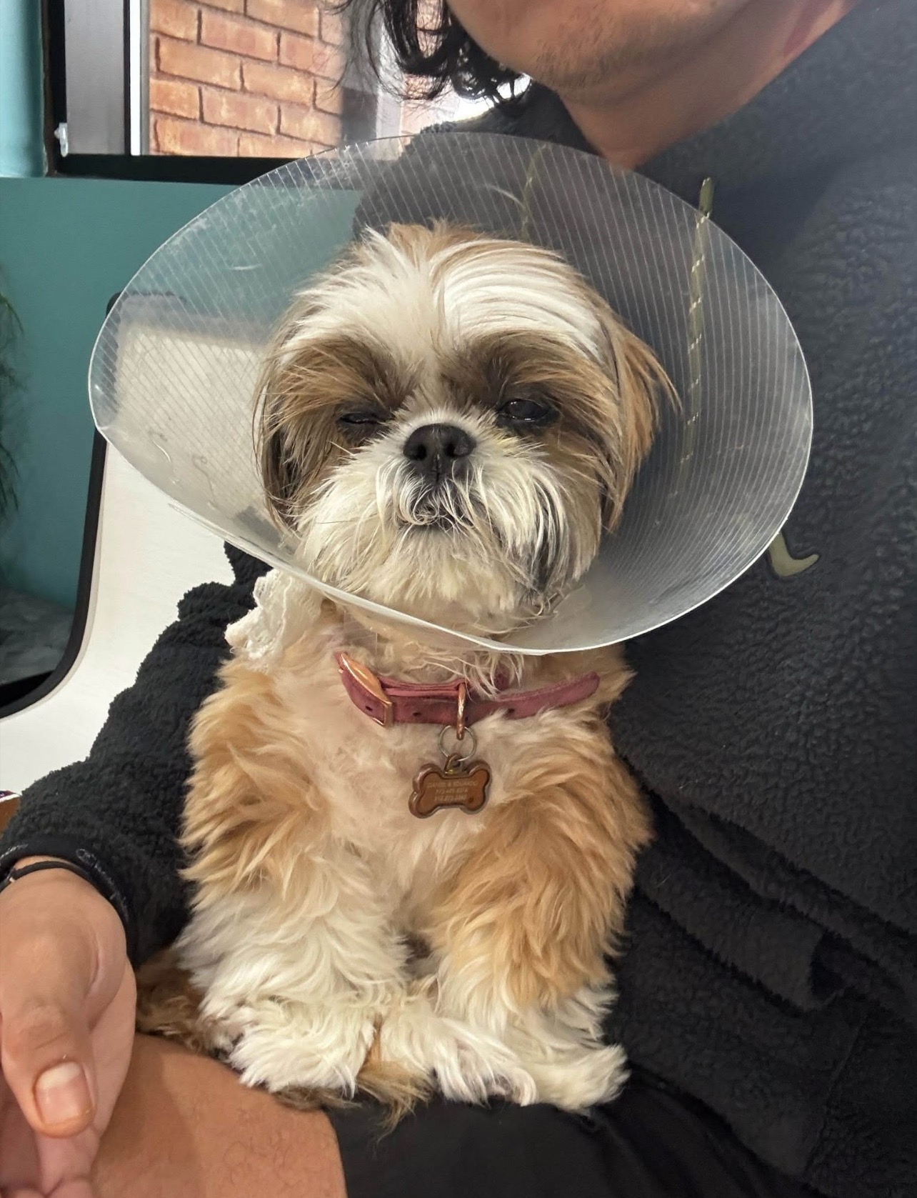Save Bella's Life: Join Her Cancer Battle campaign photo, 7 of 8