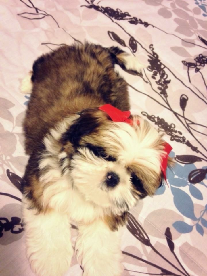 Save Bella's Life: Join Her Cancer Battle campaign photo, 2 of 8