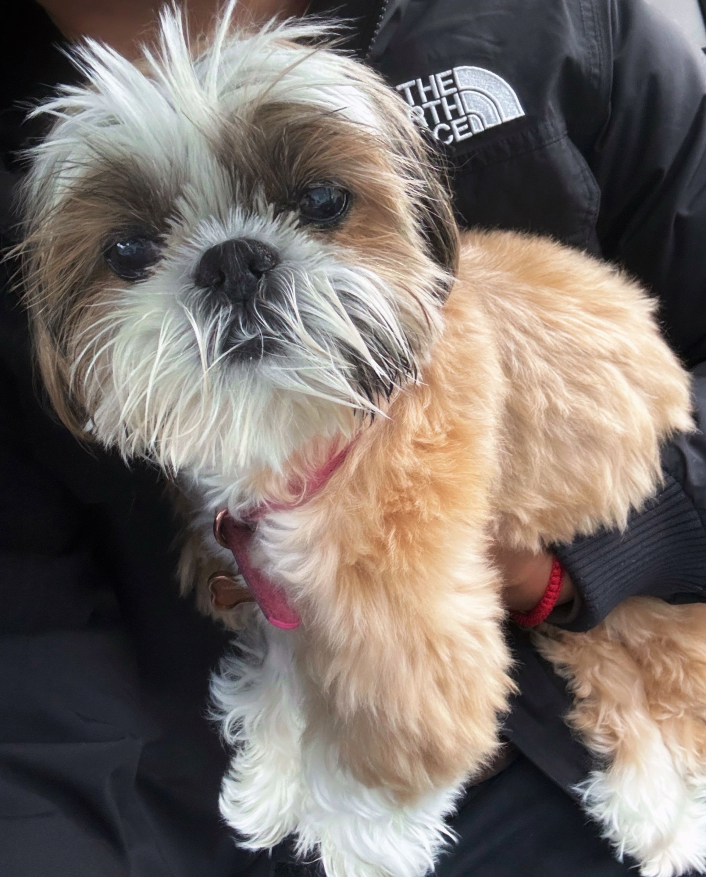 Save Bella's Life: Join Her Cancer Battle campaign photo, 4 of 8