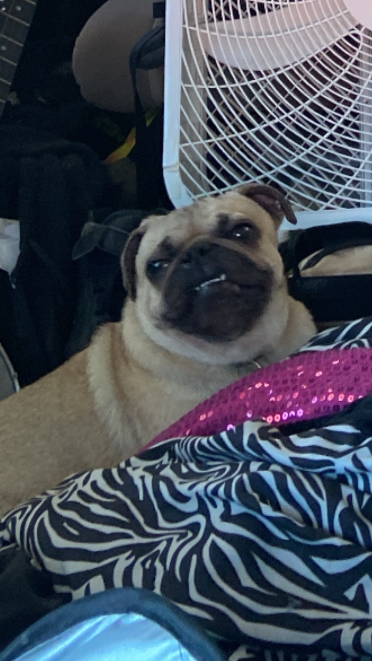 Pugs is Punx campaign photo, 7 of 8