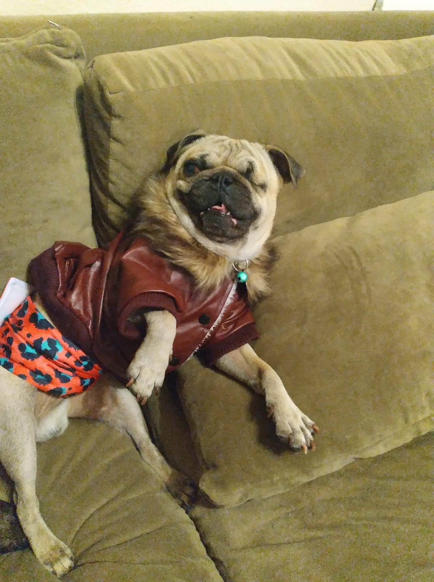 Pugs is Punx campaign photo, 4 of 8