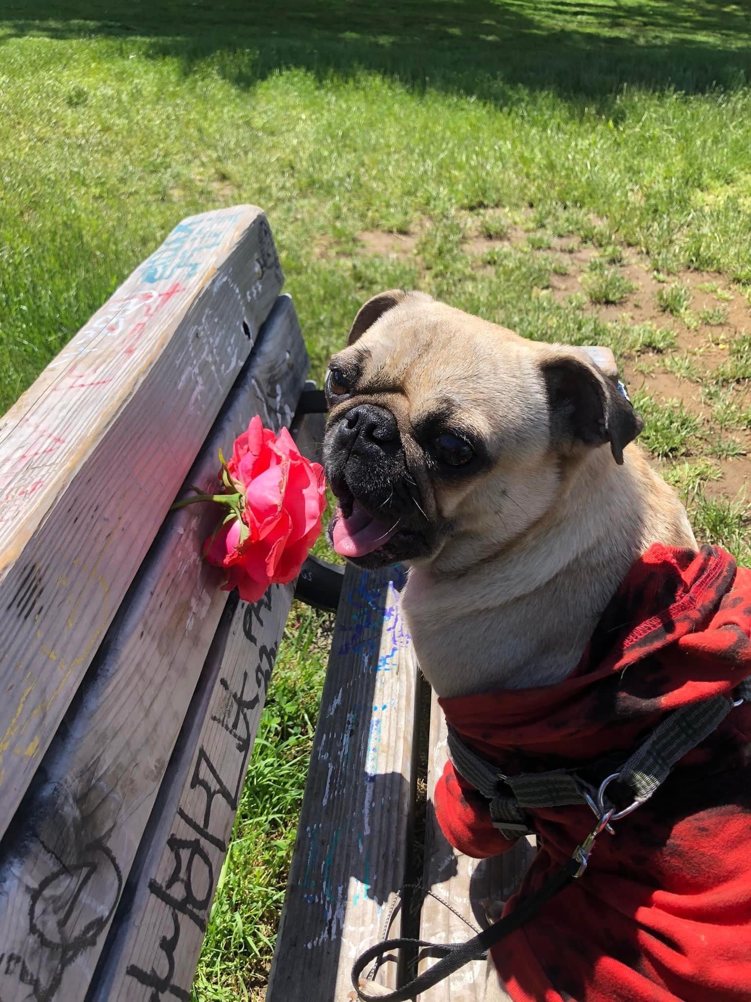 Pugs is Punx campaign photo, 2 of 8