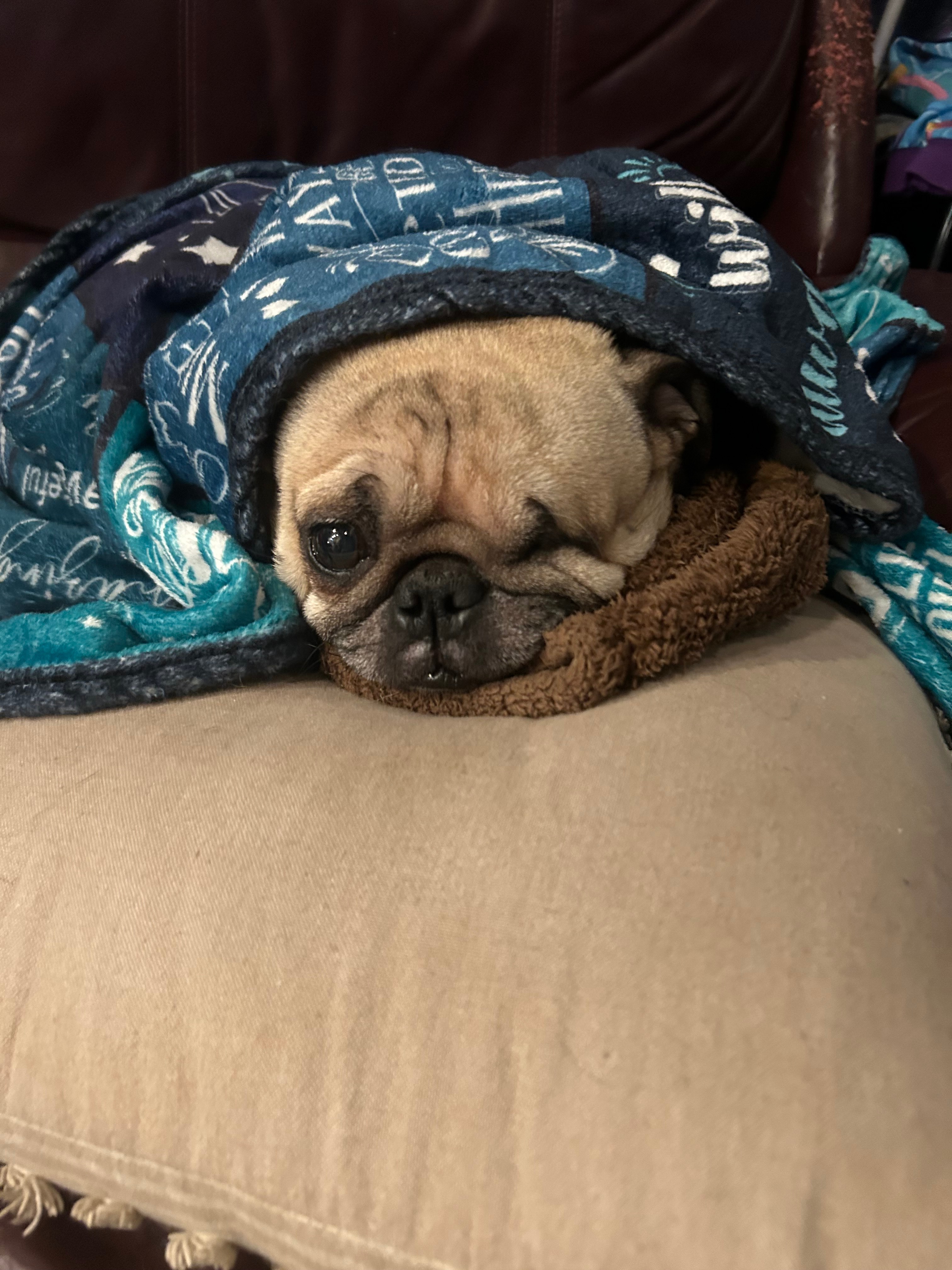 Pugs is Punx campaign photo, 5 of 8