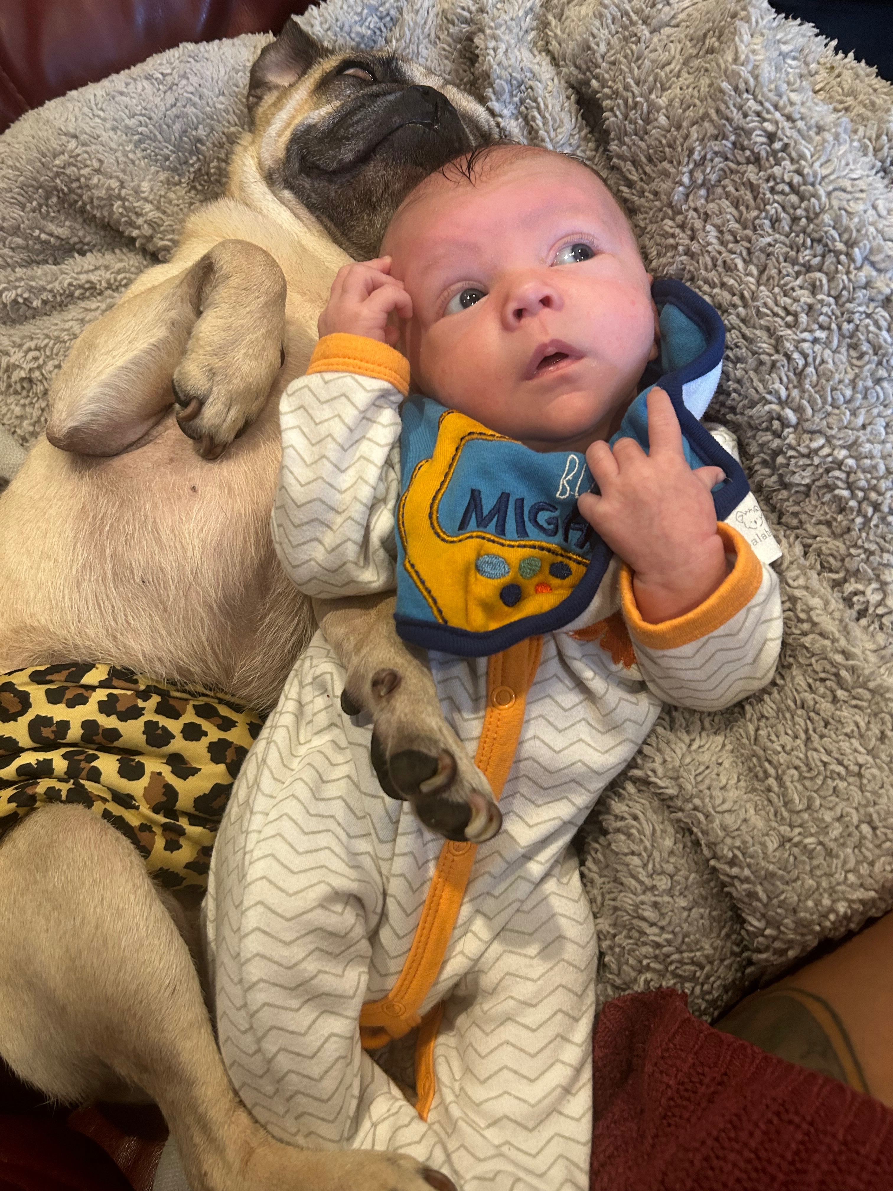 Pugs is Punx campaign photo, 6 of 8