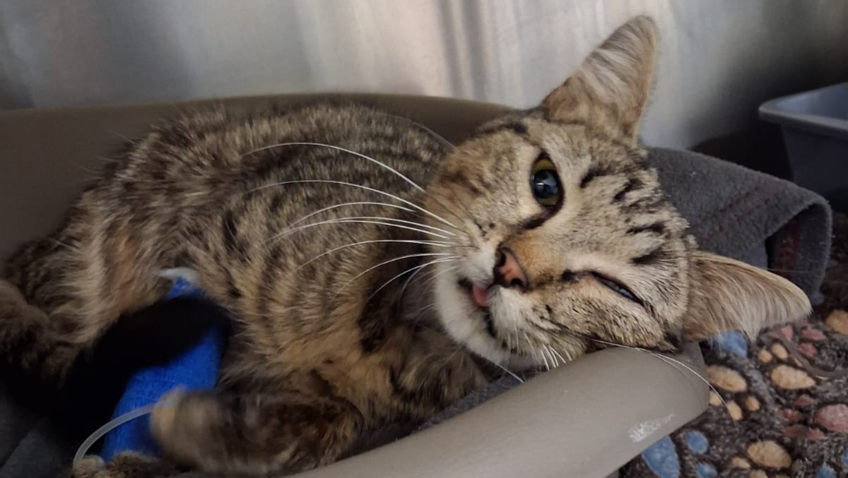 “Gli occhi che implorano aiuto: la battaglia di Bonnie” photo