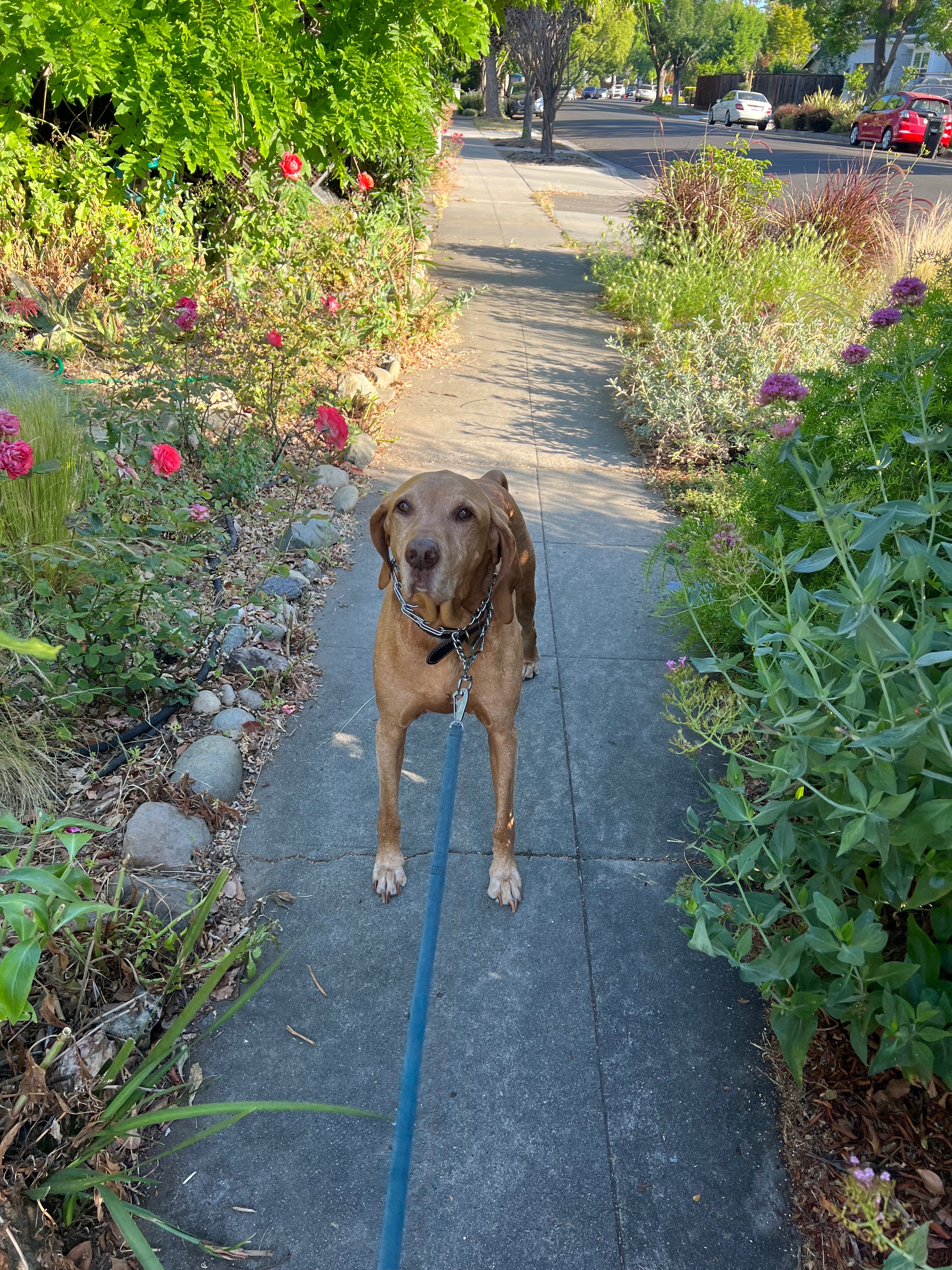 A Mile A Day Dog Walk for American Cancer Society campaign photo, 2 of 4