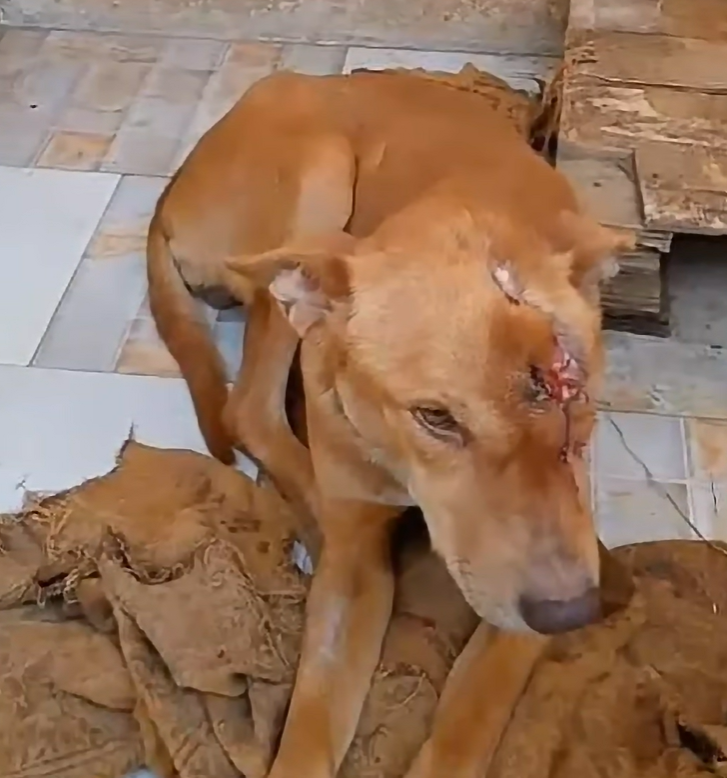 Save 100s of injured stray animals from being thrown out! campaign photo, 7 of 8