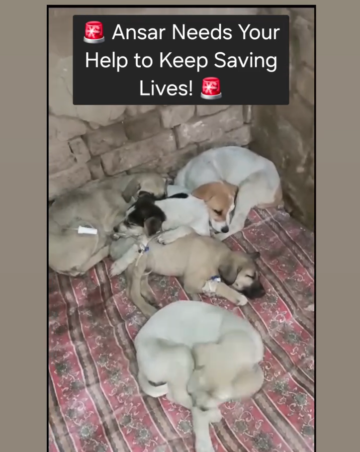 Save 100s of injured stray animals from being thrown out! campaign photo, 4 of 8