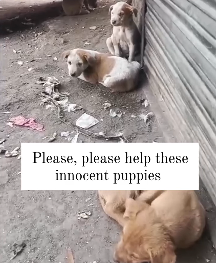 Save 100s of injured stray animals from being thrown out! campaign photo, 5 of 8