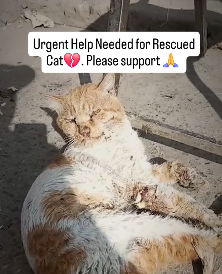 Save 100s of injured stray animals from being thrown out! campaign photo, 6 of 8