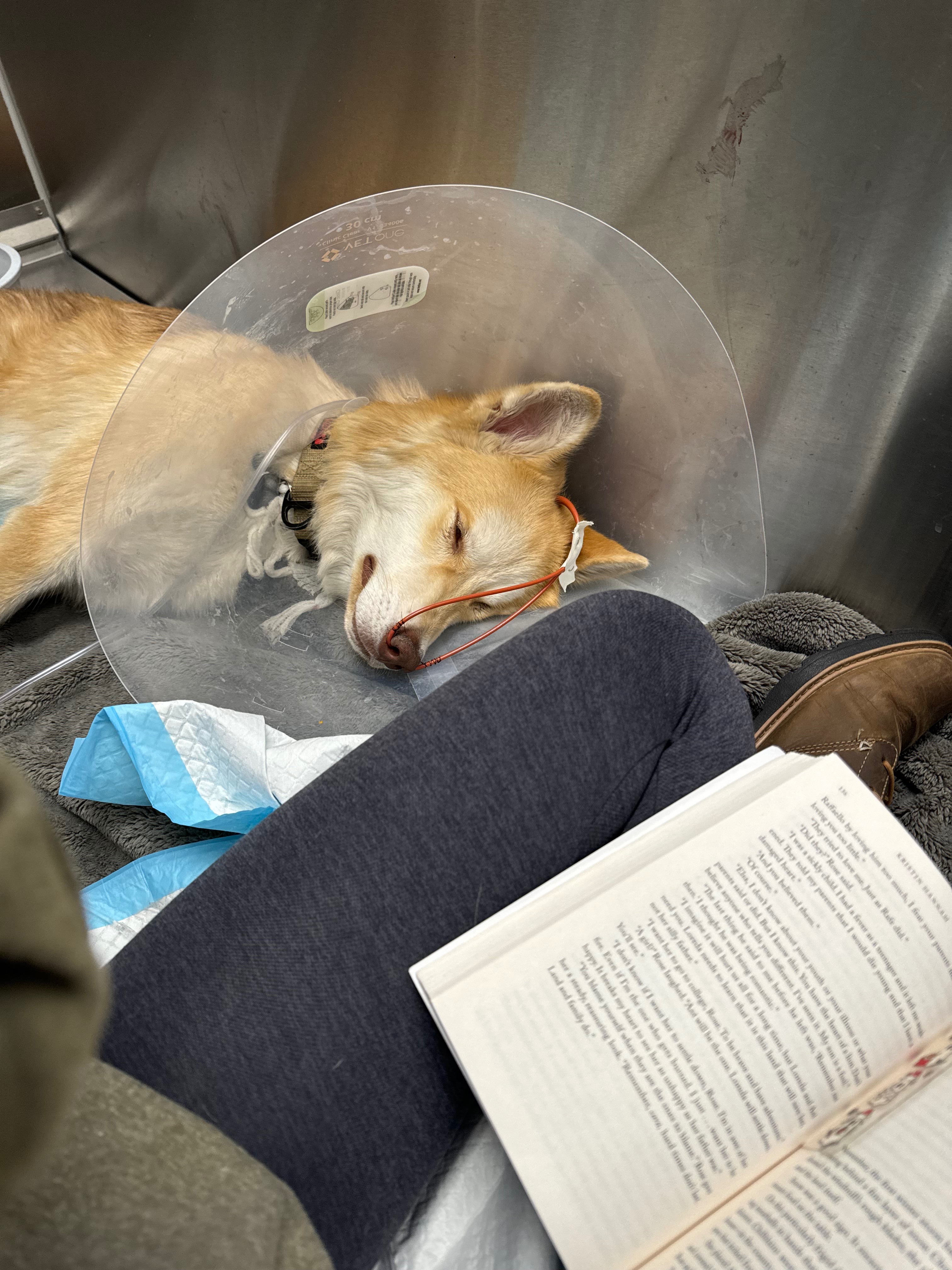 Aid Ranger's Battle with Recurring Illness campaign photo, 2 of 4