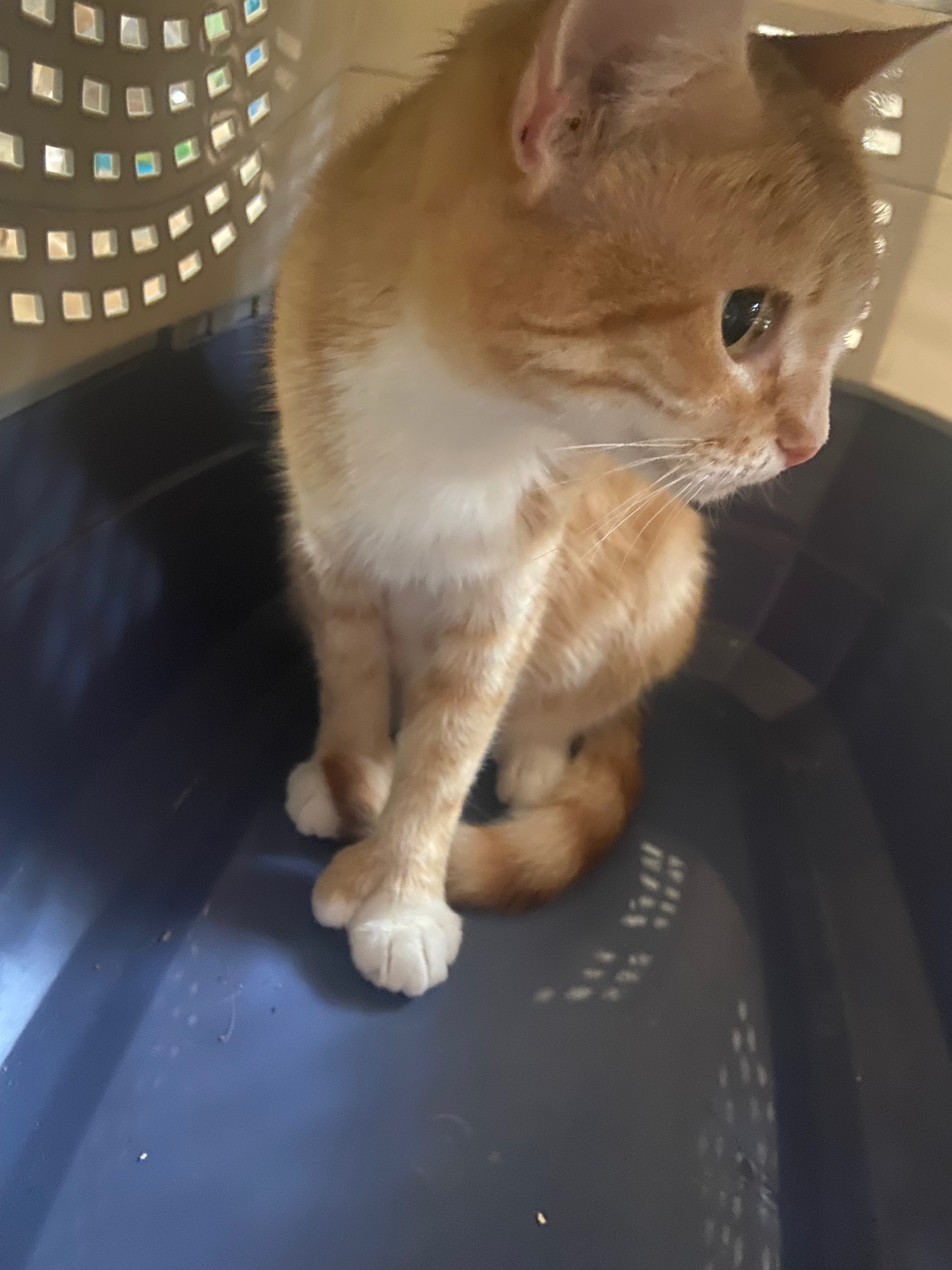 Sammie Girl Needs Emergency Surgery to Save Her Life campaign photo, 7 of 8