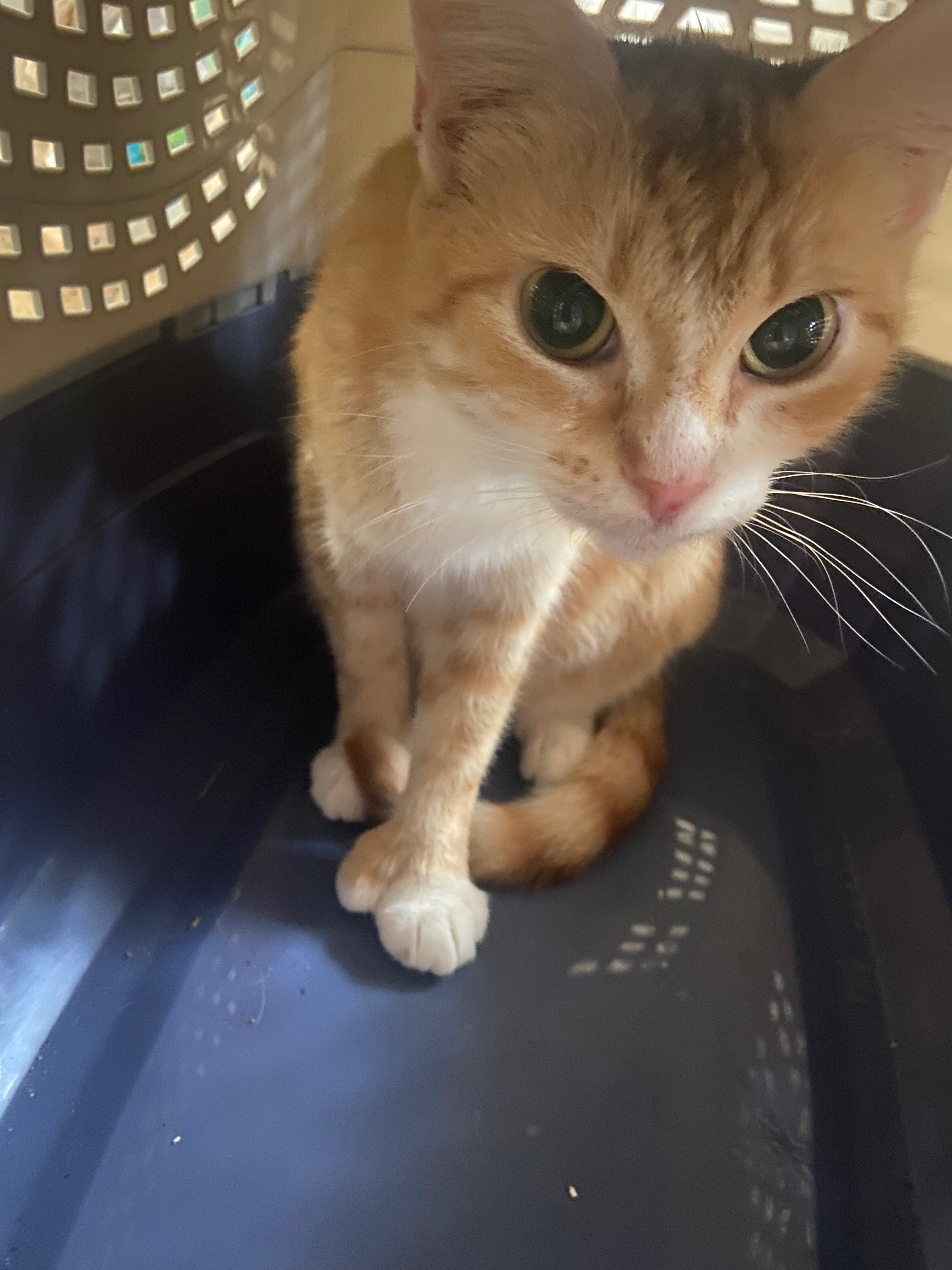 Sammie Girl Needs Emergency Surgery to Save Her Life campaign photo, 4 of 8