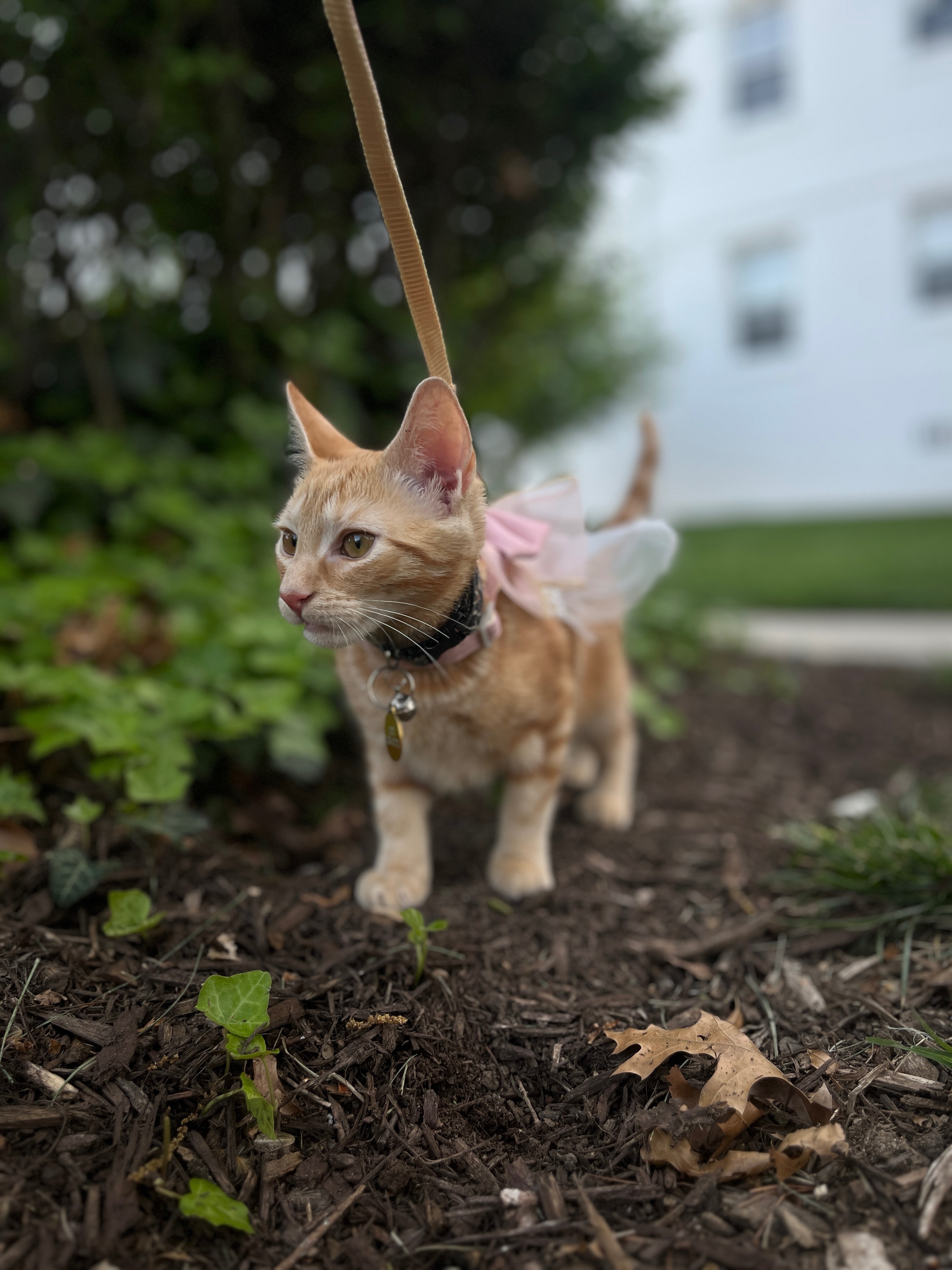 Emergency Surgery for My Sweet Kitten Kitara campaign photo, 7 of 8