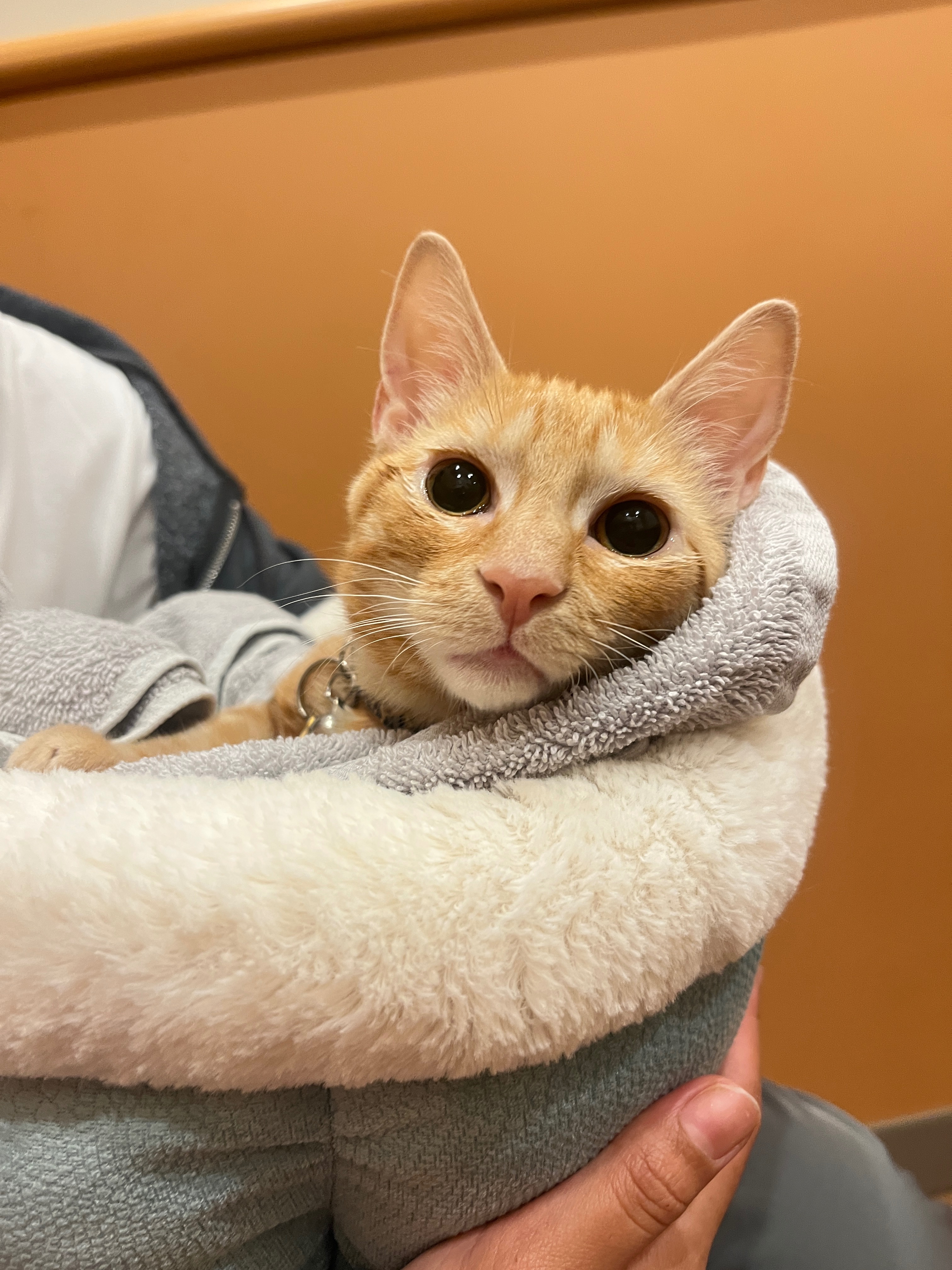 Emergency Surgery for My Sweet Kitten Kitara campaign photo, 5 of 8